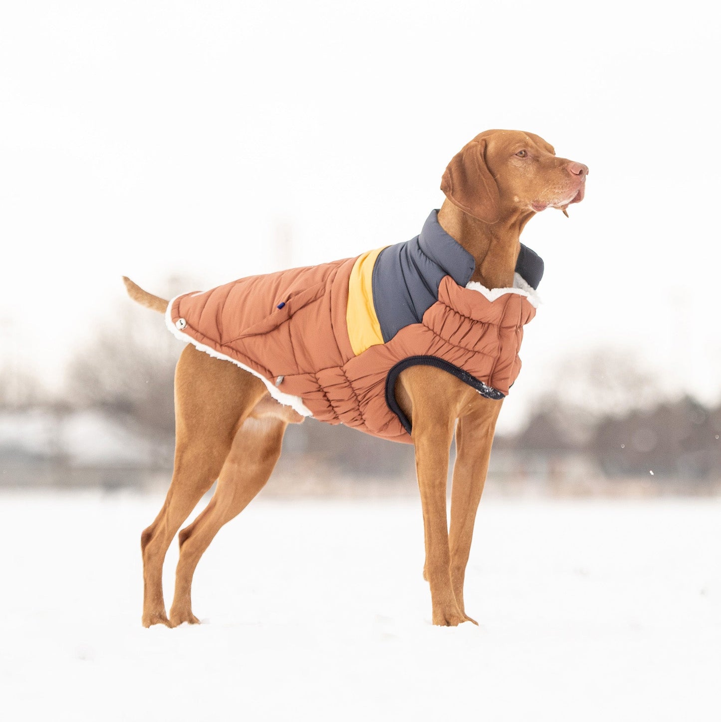 Retro Puffer Hazel Dog Apparel Premium Pet Supply Premium - gallery image 5