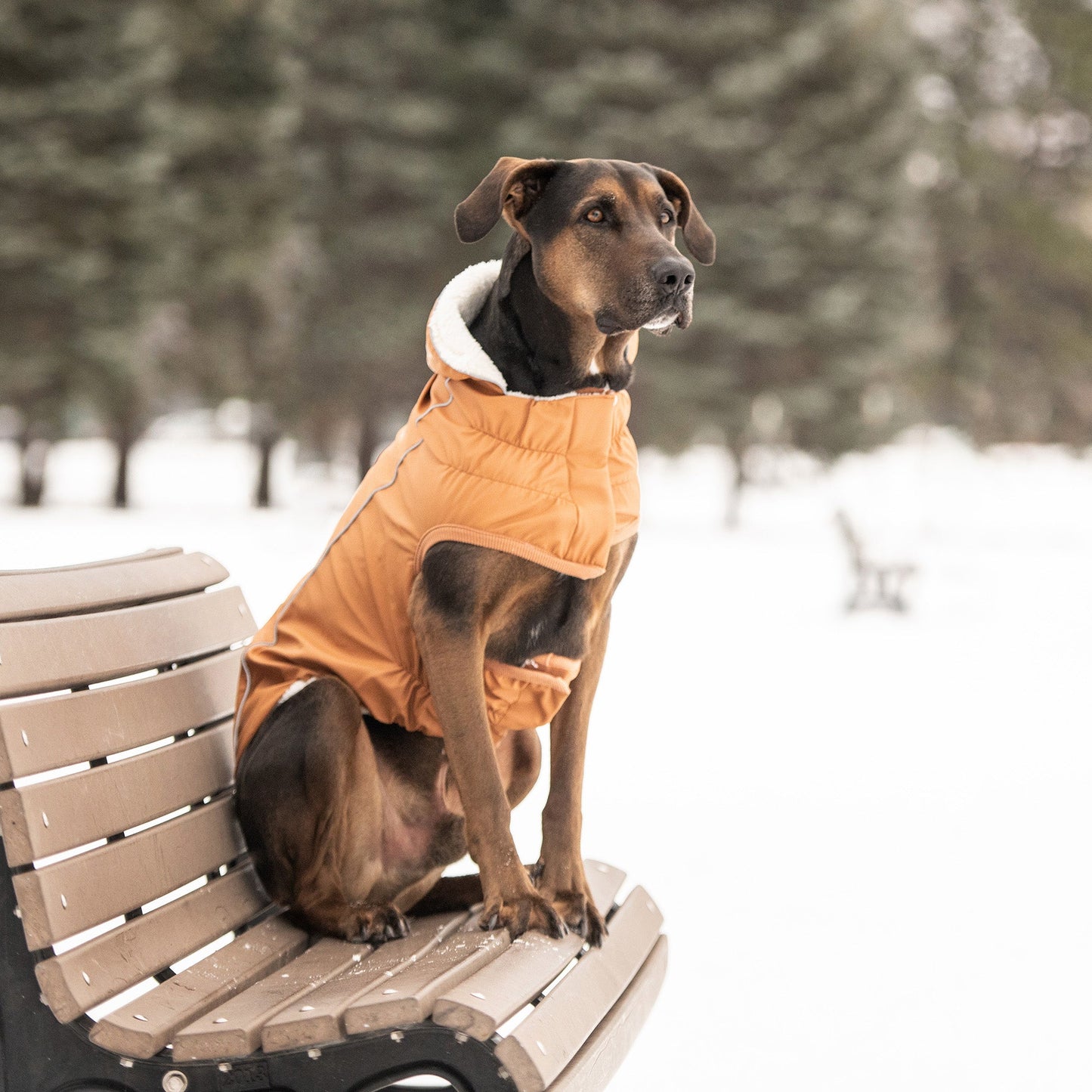 Insulated Raincoat Hazel Dog Apparel Premium Pet Supply - gallery image 5