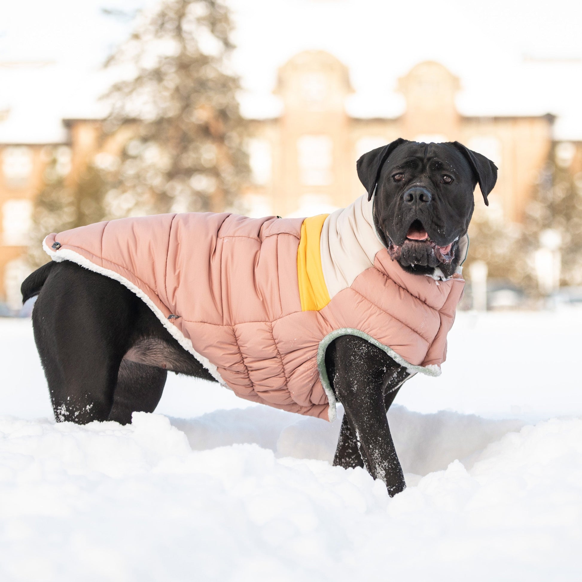 Camplife Puffer Clay Dog Apparel Premium Pet Supply Premium - gallery image 5