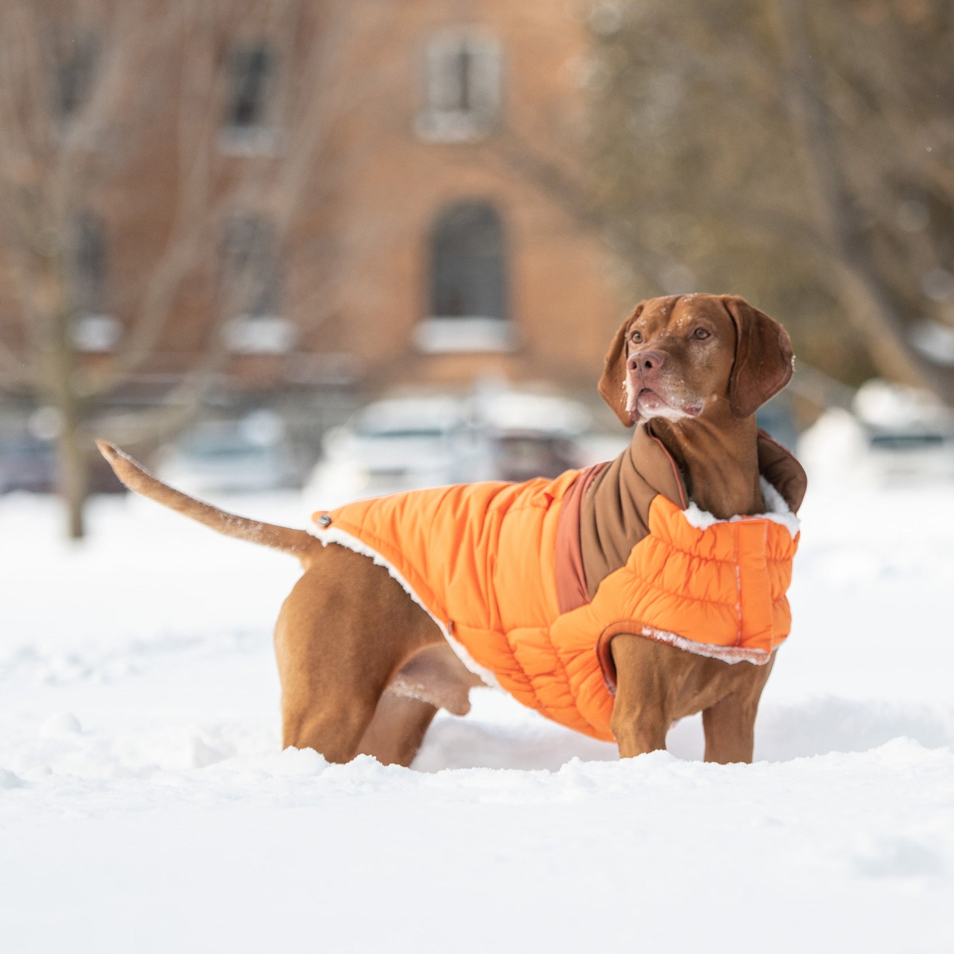 Camplife Puffer Orange Dog Apparel Premium Pet Supply - gallery image 5