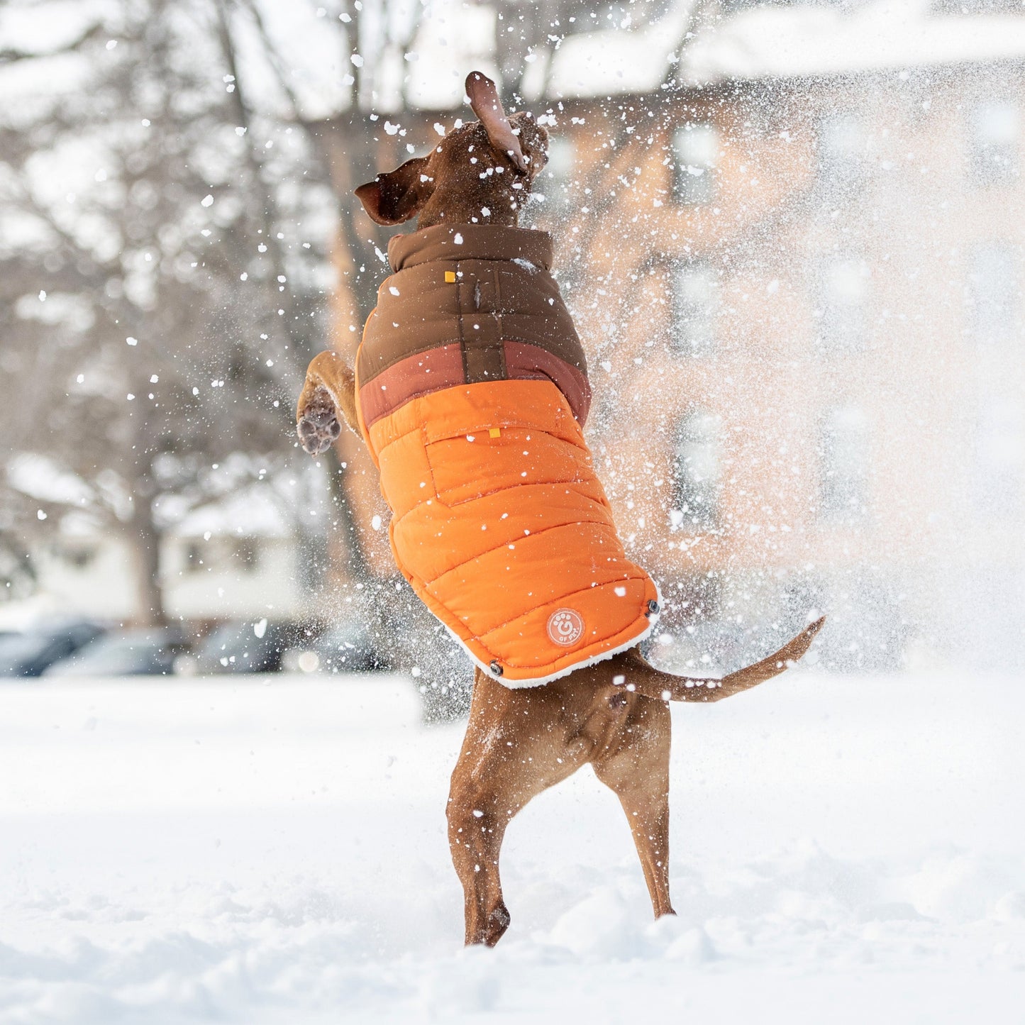 Camplife Puffer Orange Dog Apparel Premium Pet Supply - gallery image 6