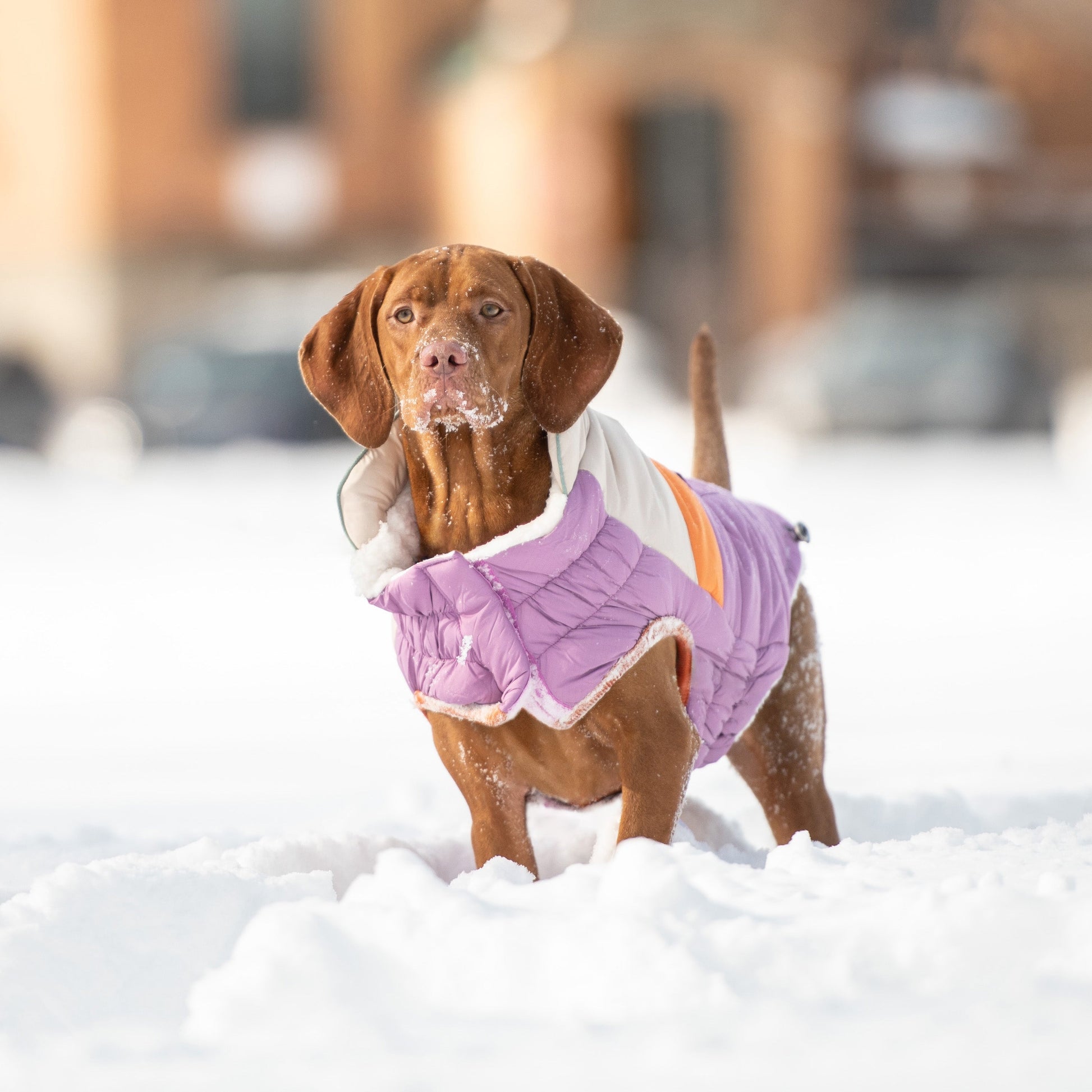 Camplife Puffer Purple Dog Apparel Premium Pet Supply - gallery image 5