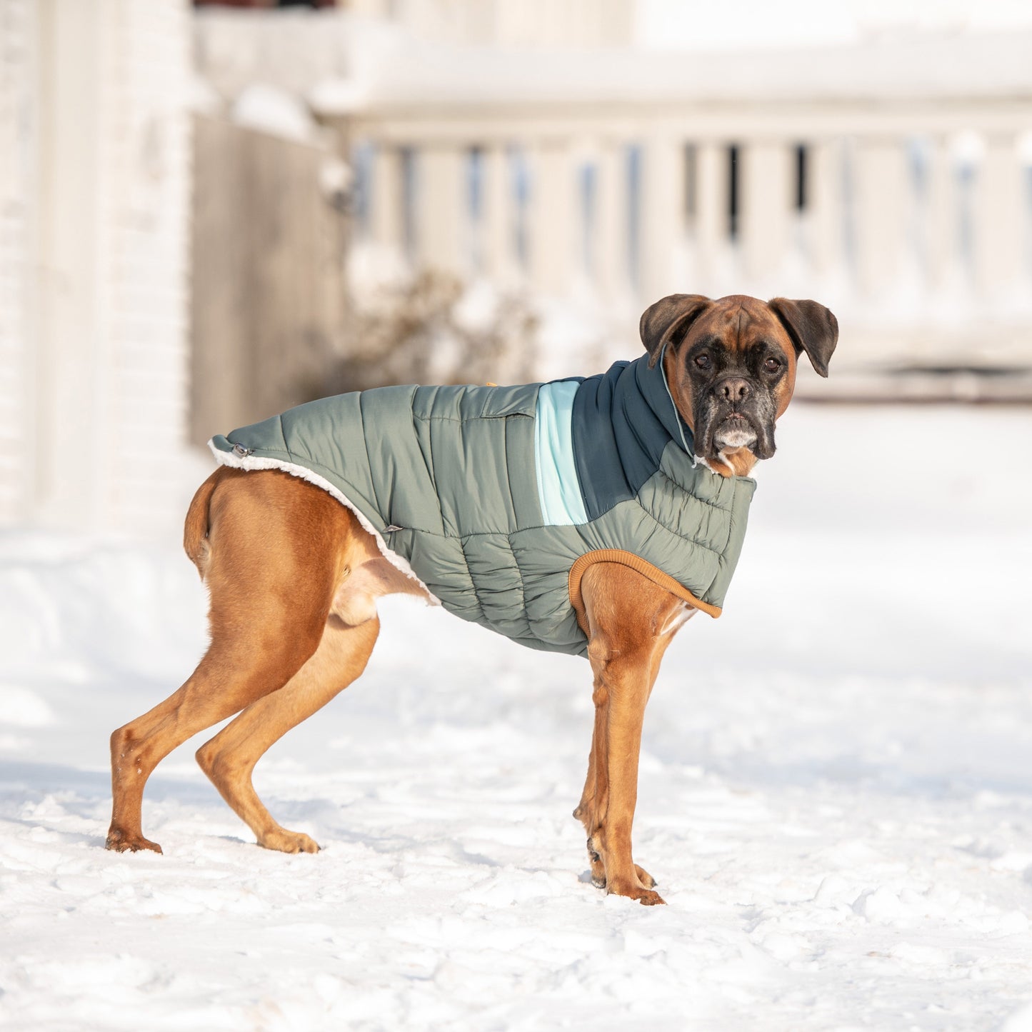 Camplife Puffer Sage Dog Apparel Premium Pet Supply Premium - gallery image 6