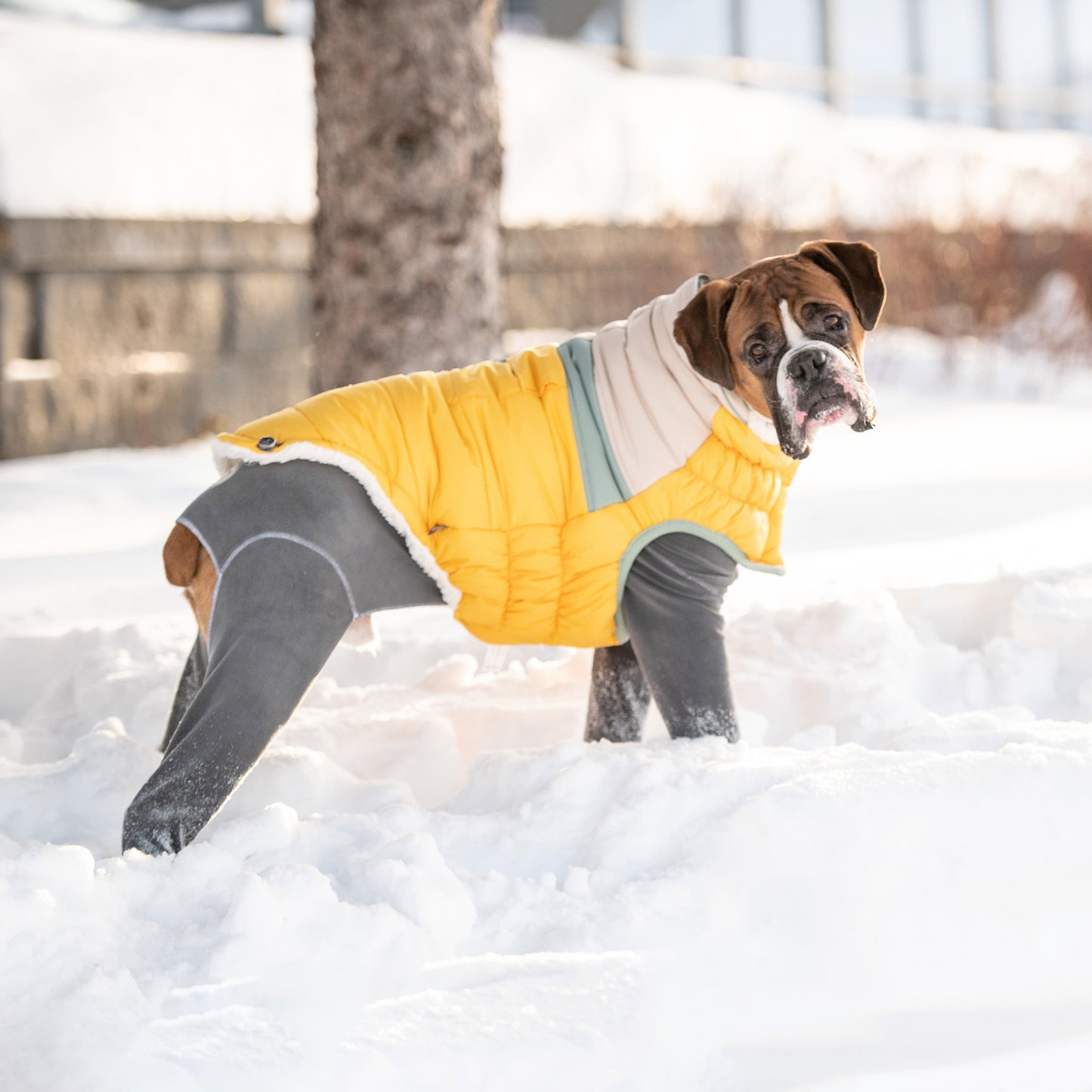 Camplife Puffer Yellow Dog Apparel Premium Pet Supply - gallery image 5