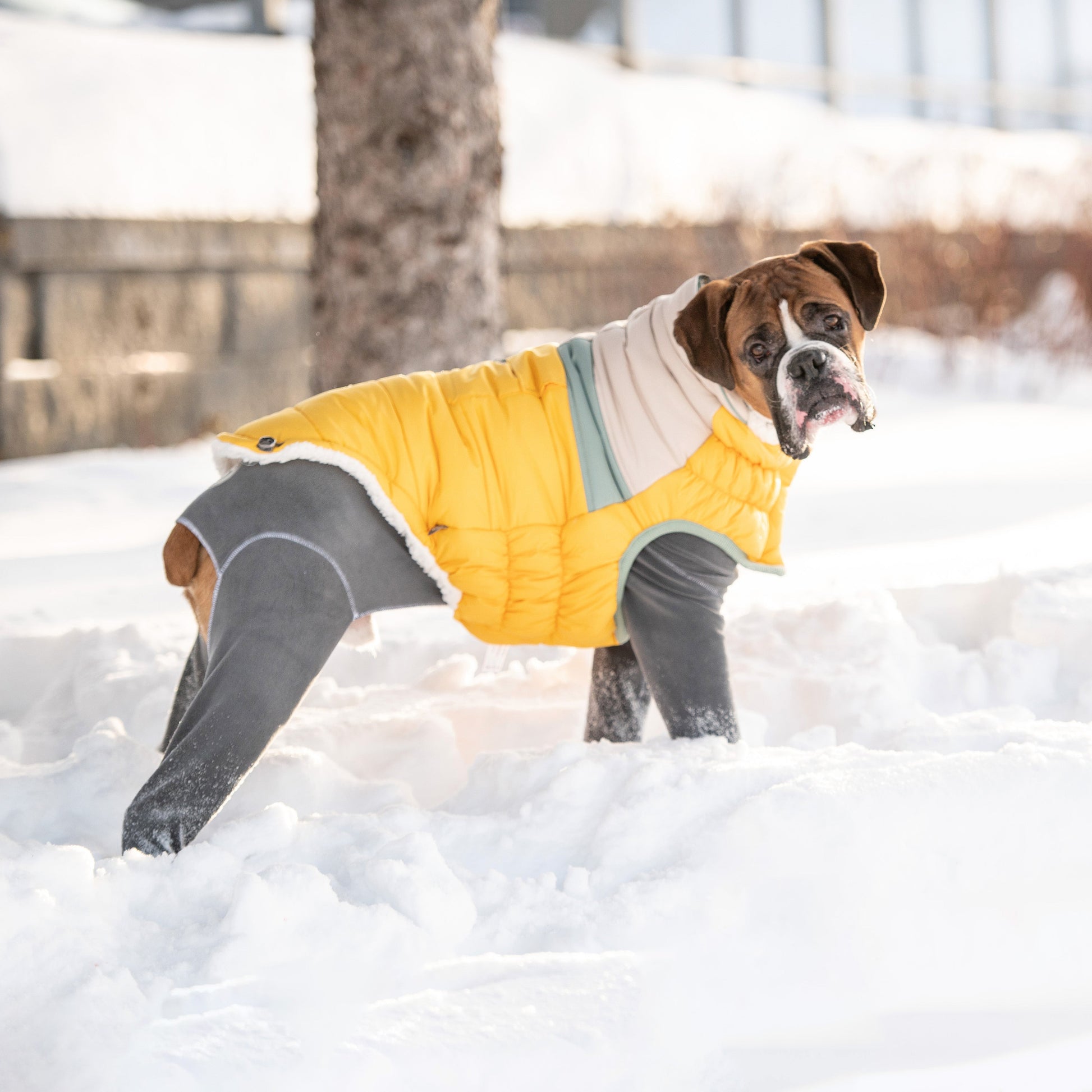Camplife Puffer Yellow Dog Apparel Premium Pet Supply - gallery image 5