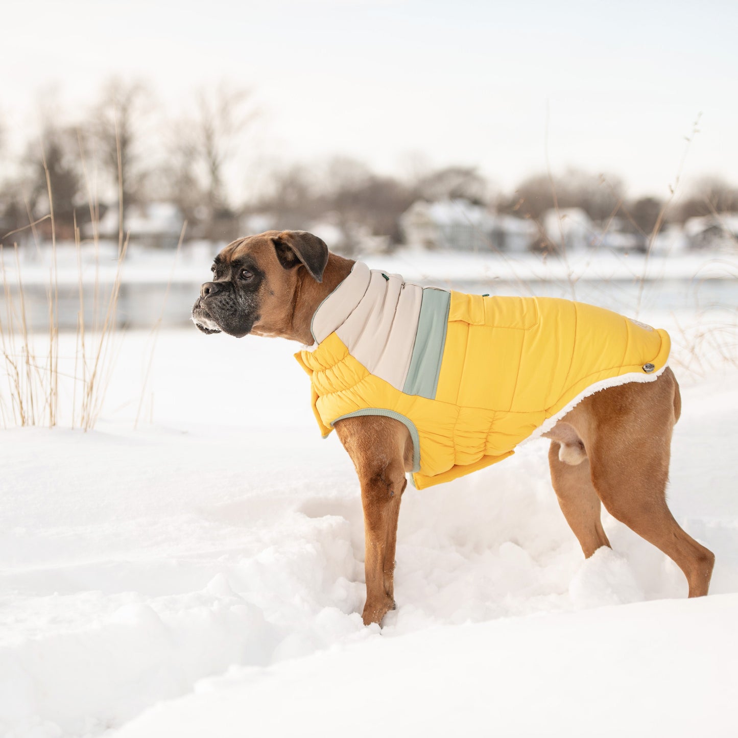 Camplife Puffer Yellow Dog Apparel Premium Pet Supply - gallery image 6