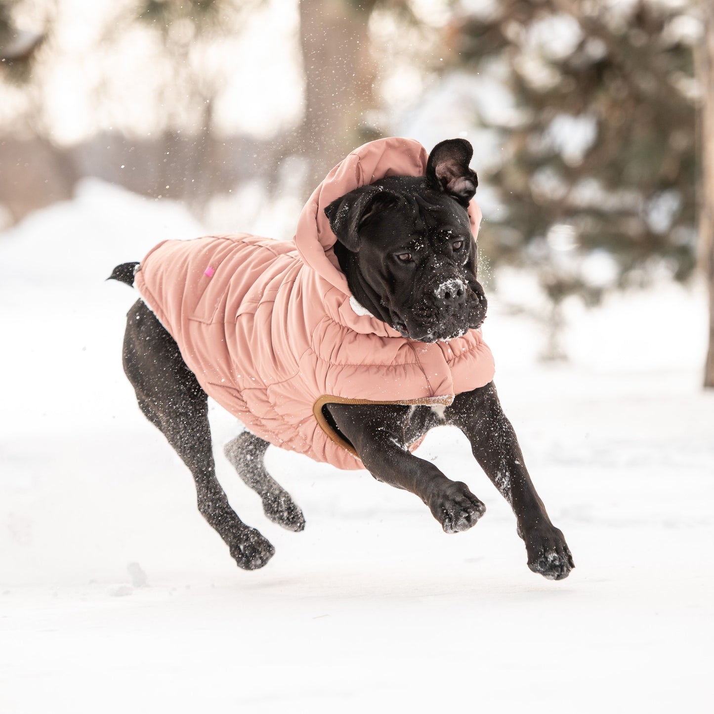 Arctic Parka - Clay - close up view | Pet Supplies at Purrfect Pet Kingdom for Dogs and Cats
