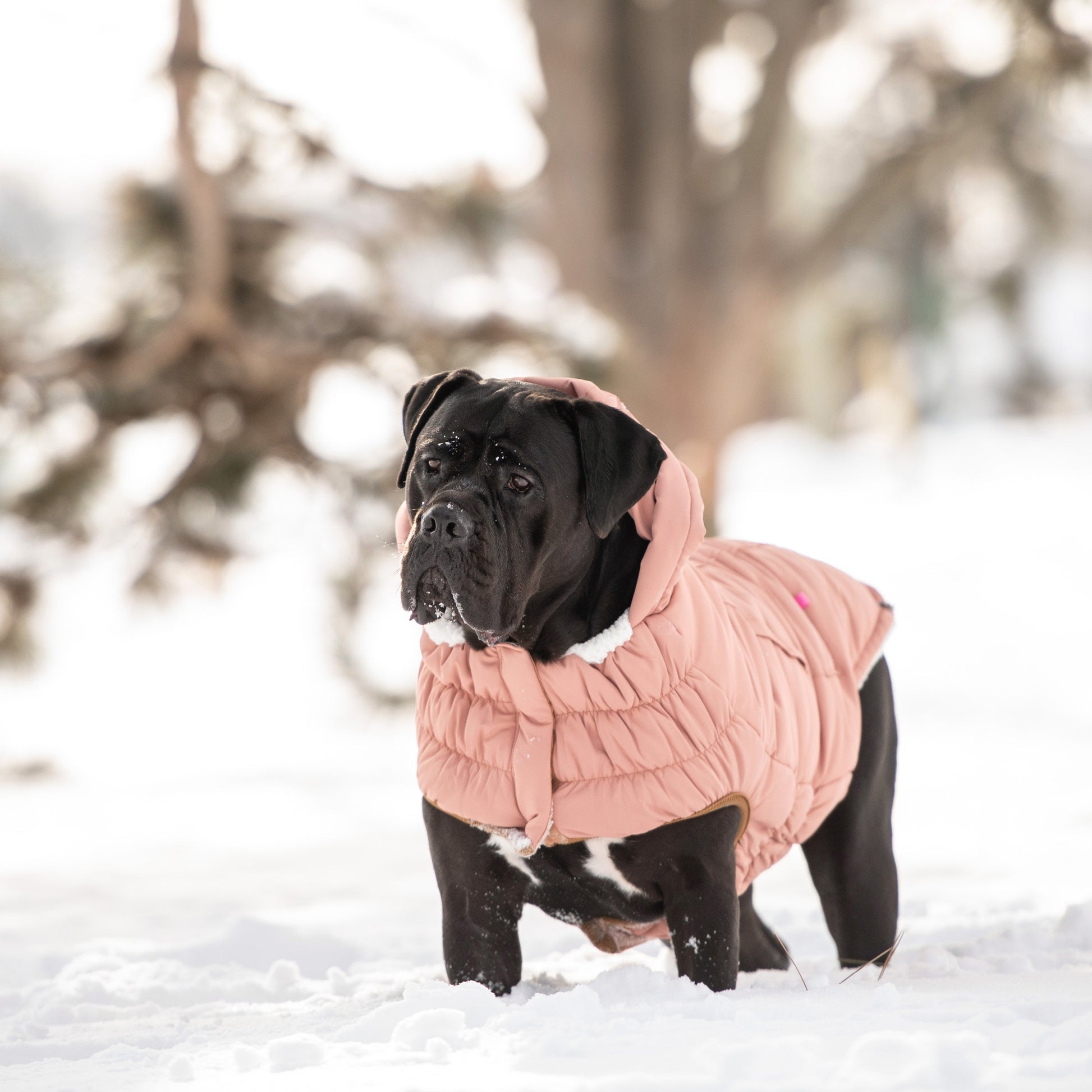 Arctic Parka - Clay - size and texture view | Pet Supplies at Purrfect Pet Kingdom