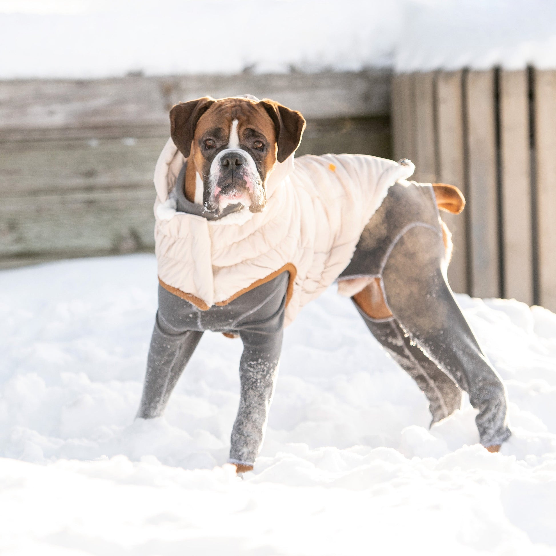 Arctic Parka - Sand - size and texture view | Pet Supplies at Purrfect Pet Kingdom
