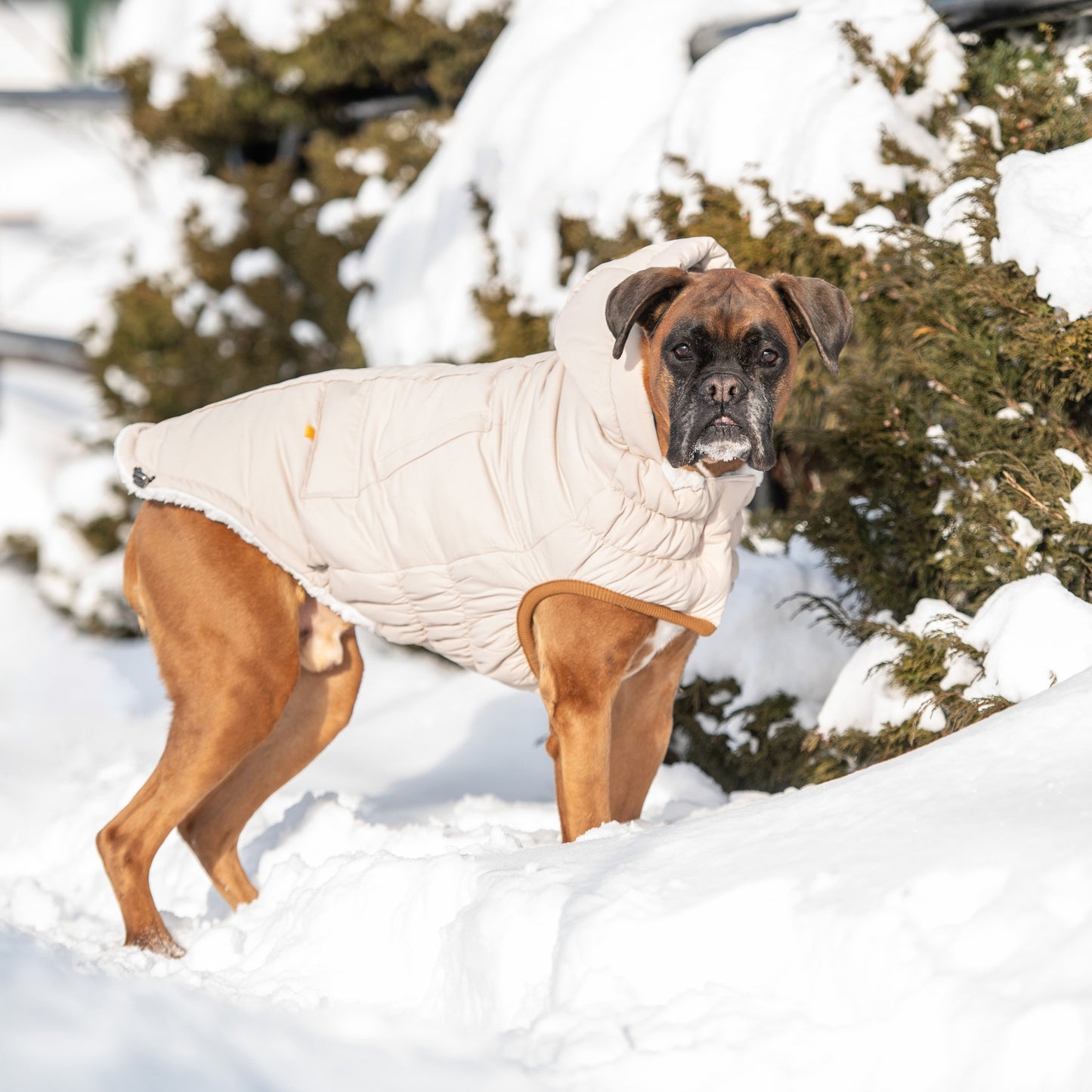Arctic Parka - Sand - gallery view 6 | Pet Supplies at Purrfect Pet Kingdom for Dogs and Cats