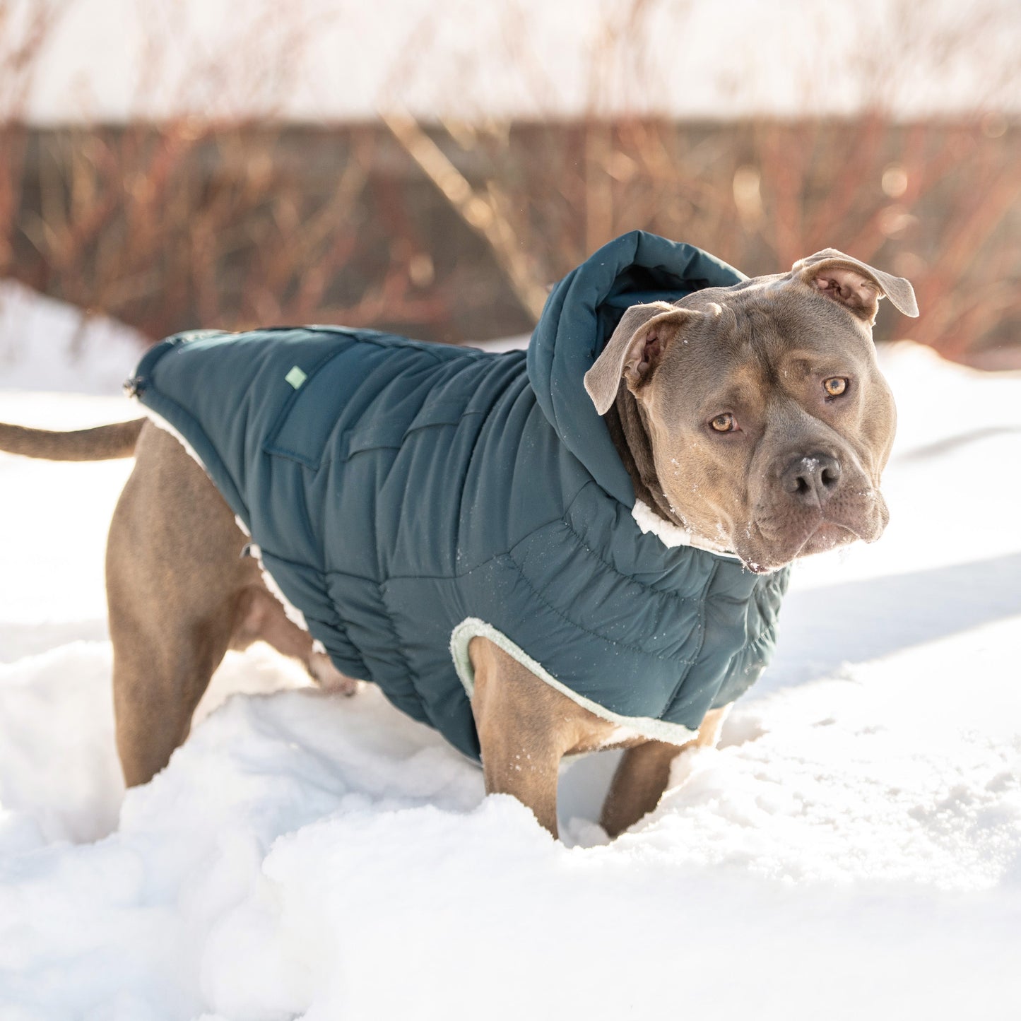 Arctic Parka - Teal - size and texture view | Pet Supplies at Purrfect Pet Kingdom