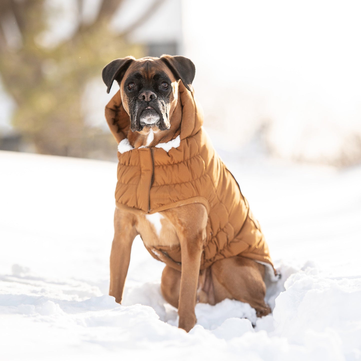 Arctic Parka - Wood - size and texture view | Pet Supplies at Purrfect Pet Kingdom