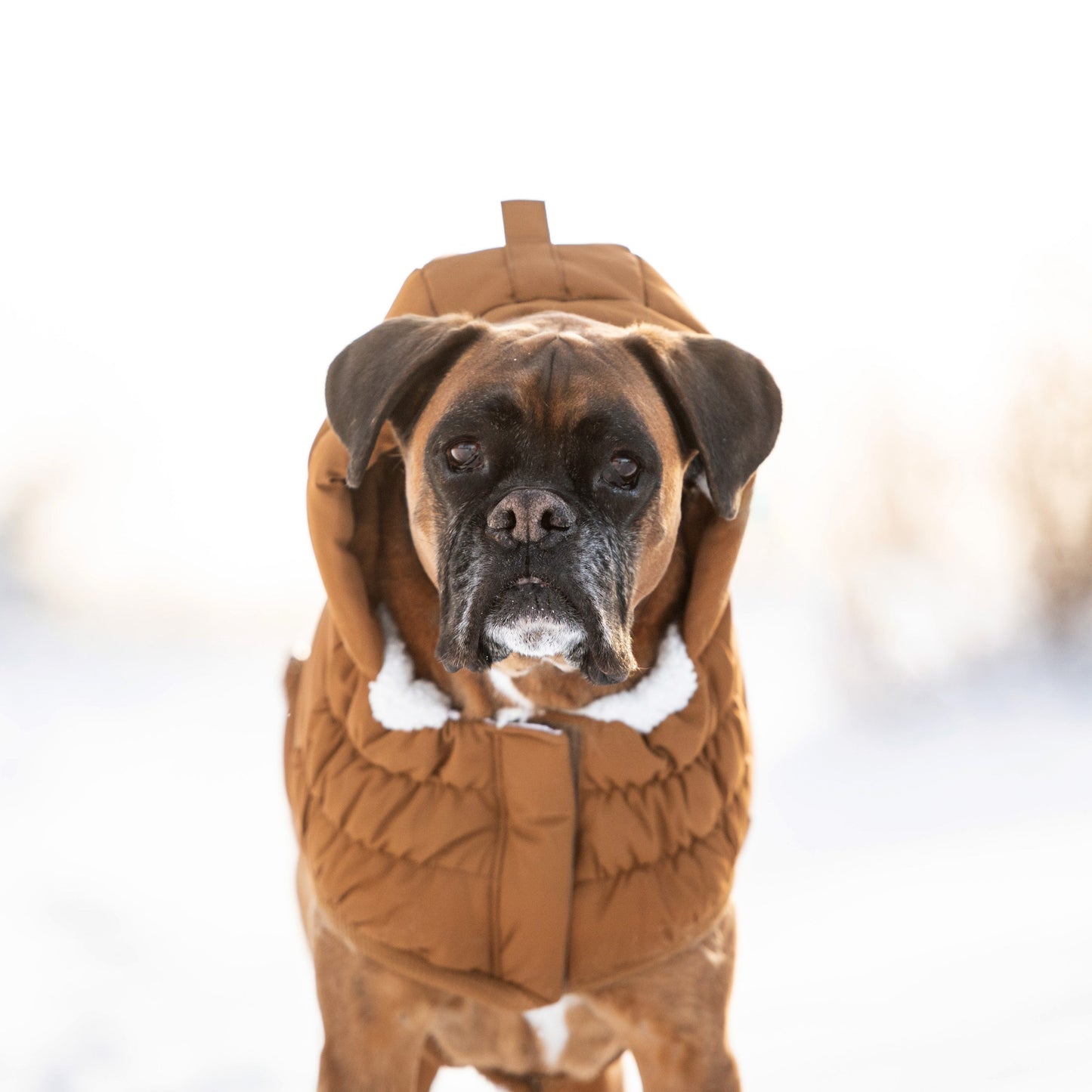 Arctic Parka - Wood - gallery view 6 | Pet Supplies at Purrfect Pet Kingdom for Dogs and Cats