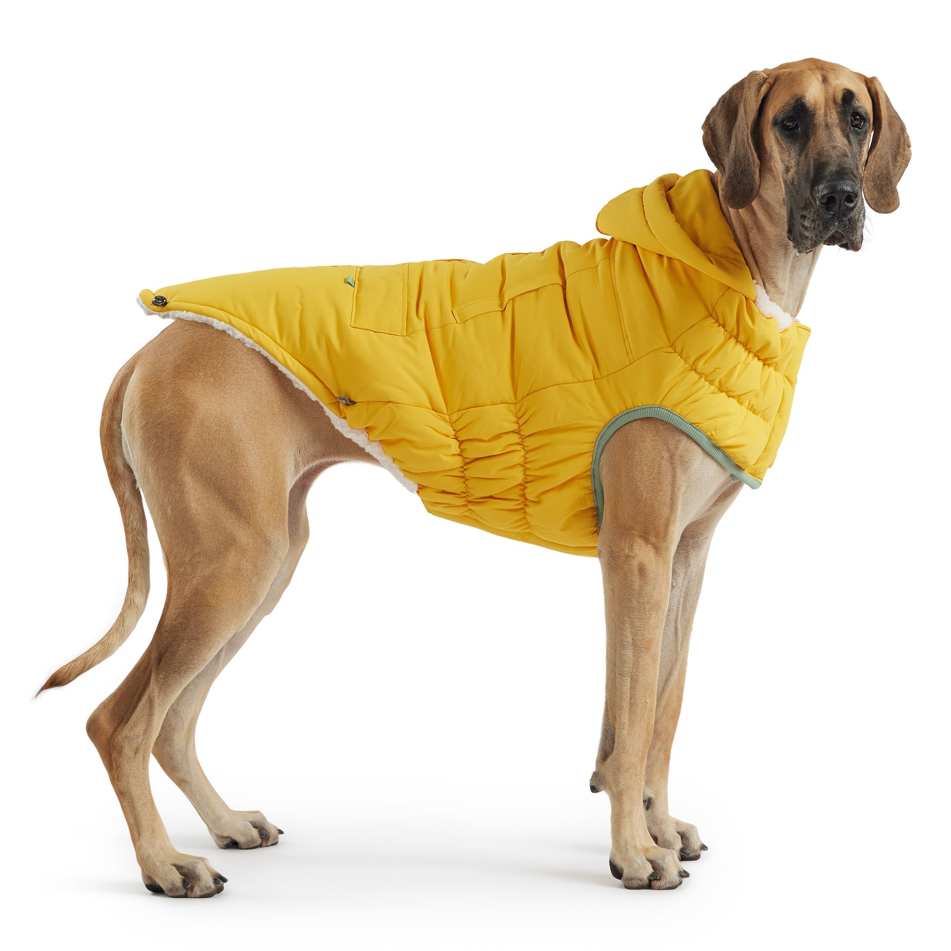 Arctic Parka - Yellow - close up view | Pet Supplies at Purrfect Pet Kingdom for Dogs and Cats