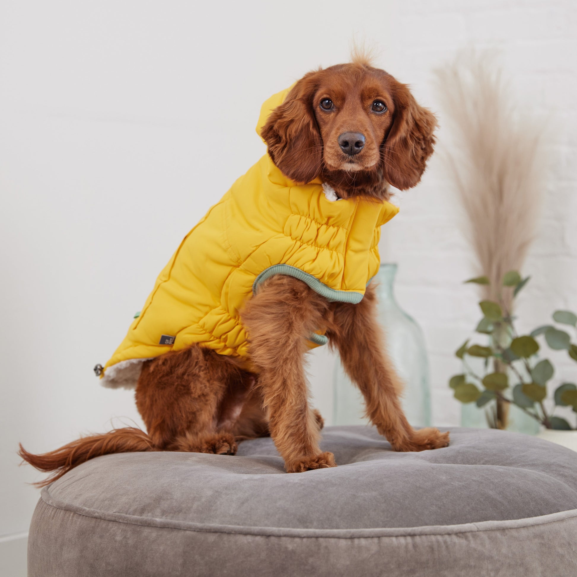 Arctic Parka - Yellow - size and texture view | Pet Supplies at Purrfect Pet Kingdom