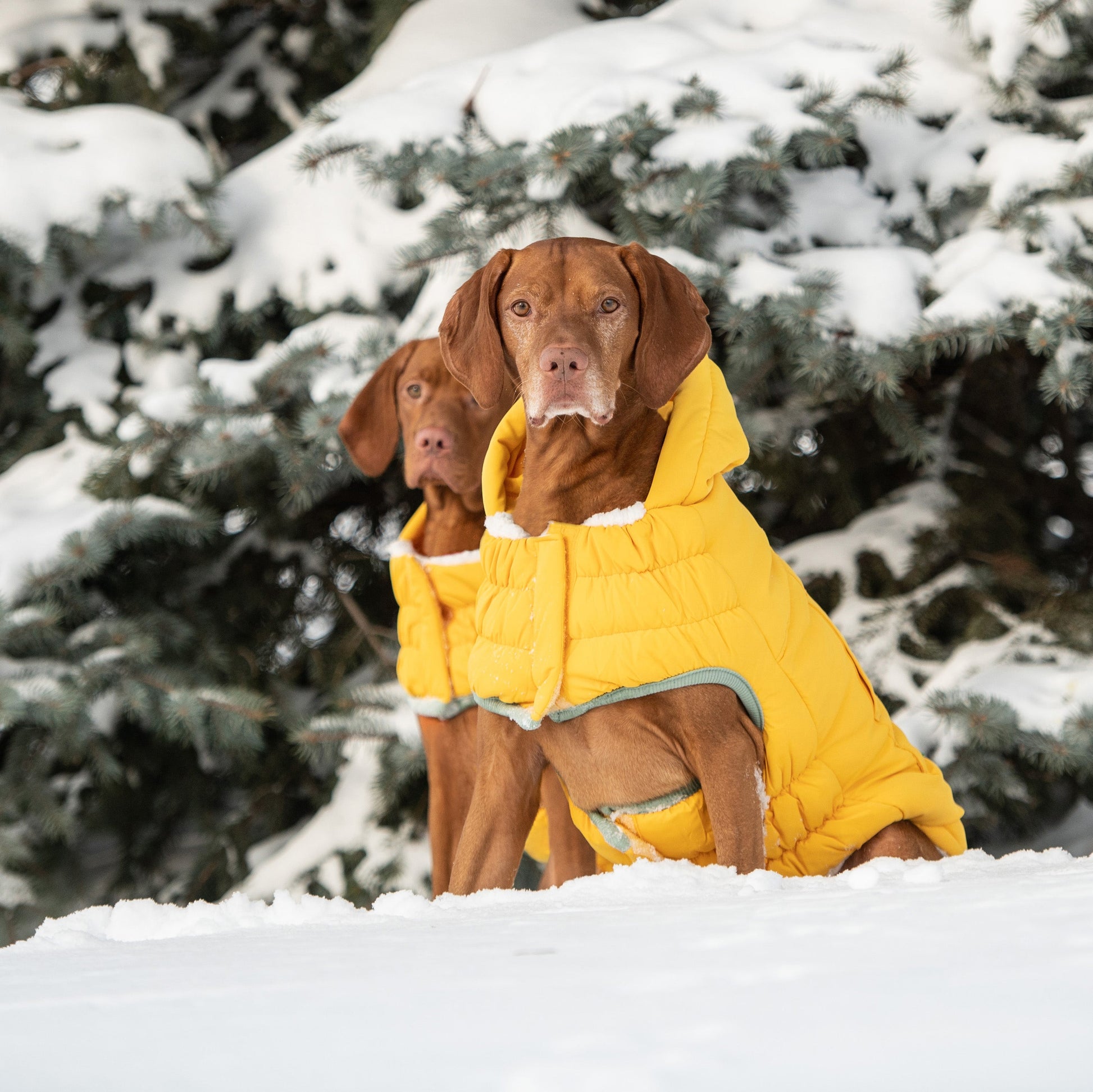 Arctic Parka - Yellow - gallery view 6 | Pet Supplies at Purrfect Pet Kingdom for Dogs and Cats