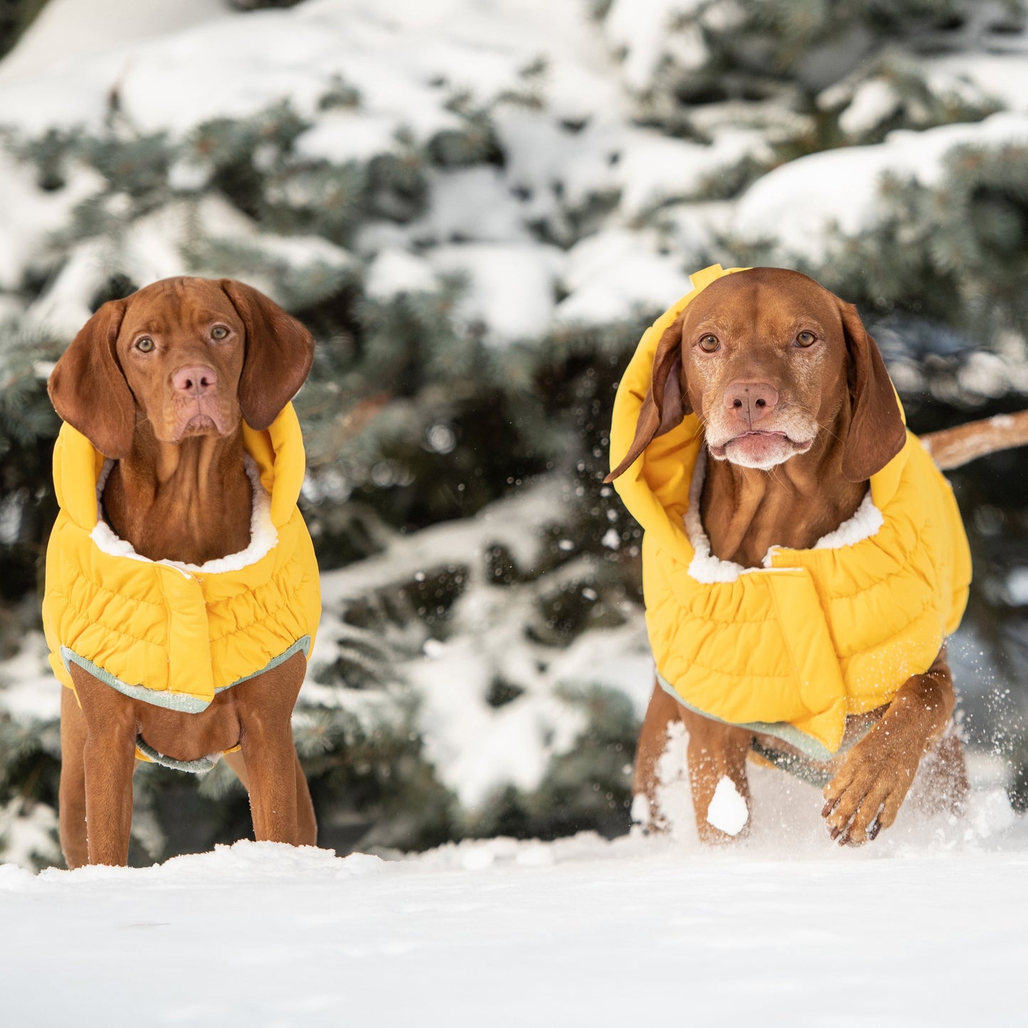 Arctic Parka Yellow Dog Apparel Premium Pet Supply Premium - gallery image 7