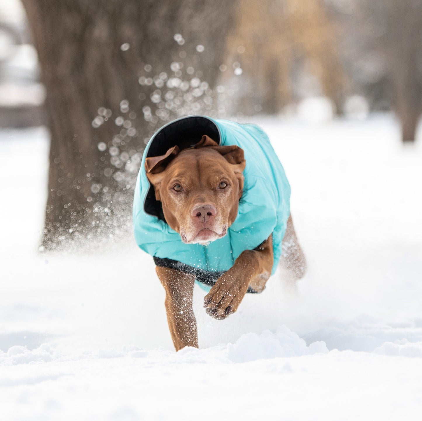 Reversible Chalet Jacket Black Aqua Dog Jackets Premium Pet - gallery image 9
