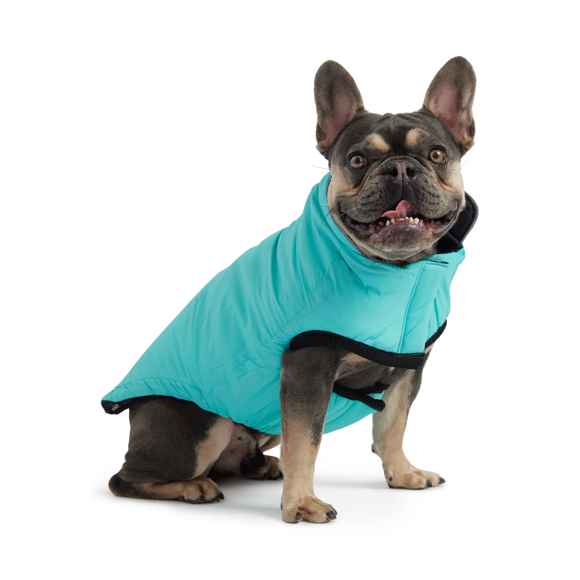Reversible Chalet Jacket Black Aqua Dog Jackets Premium Pet - lifestyle view