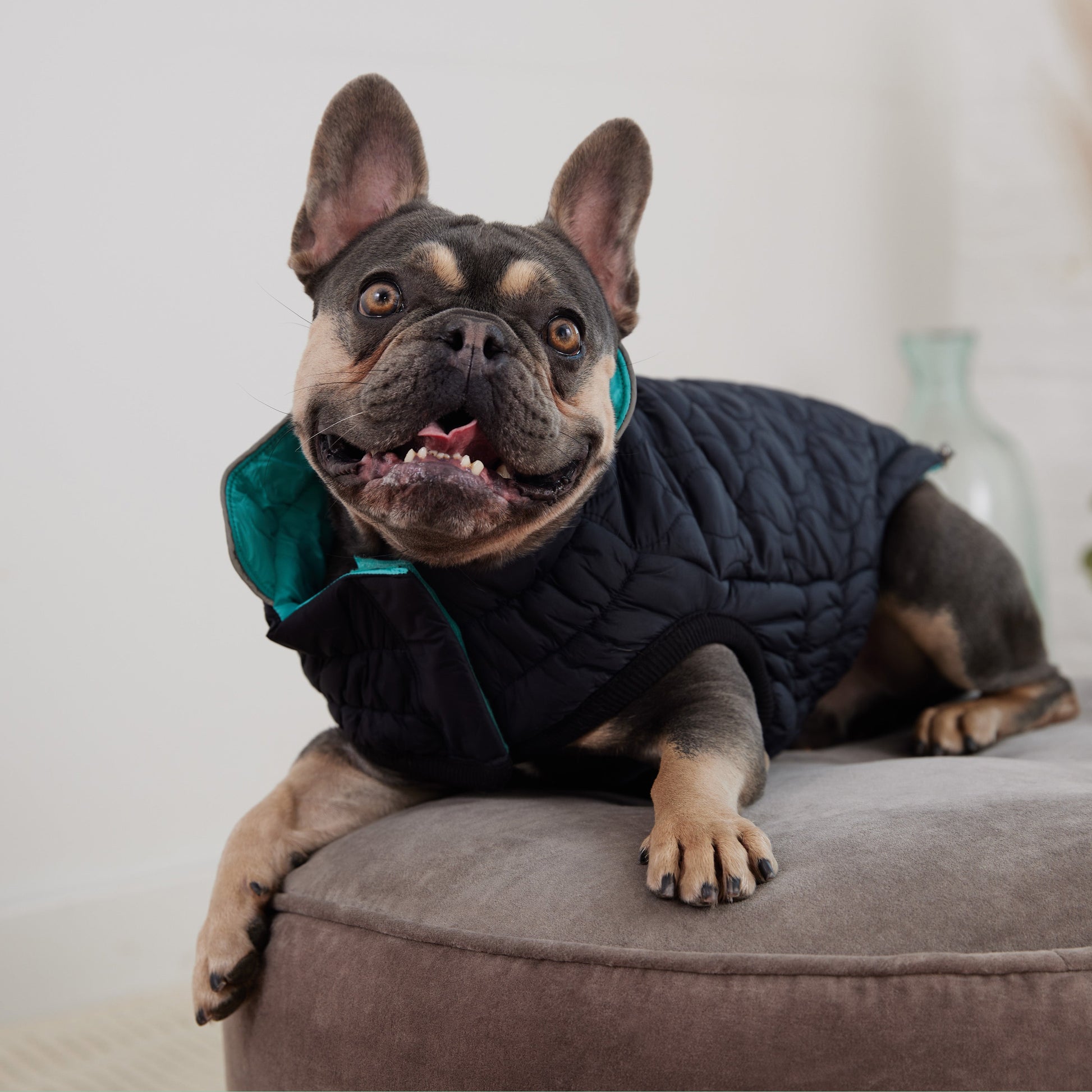 Reversible Chalet Jacket Black Aqua Dog Jackets Premium Pet - gallery image 6