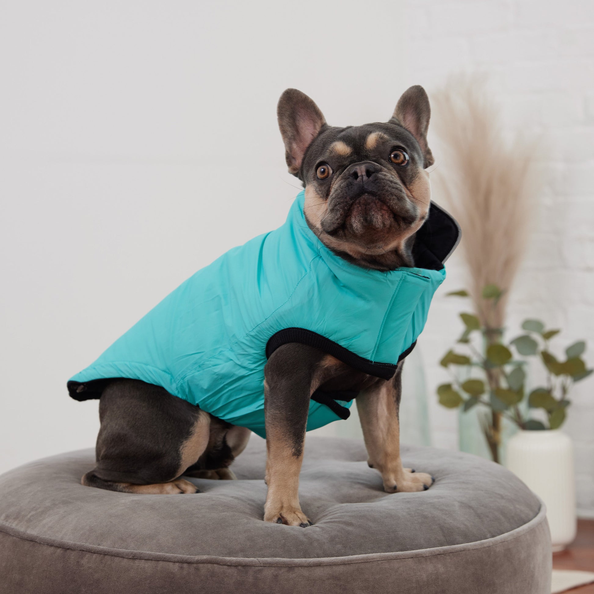 Reversible Chalet Jacket Black Aqua Dog Jackets Premium Pet - gallery image 7
