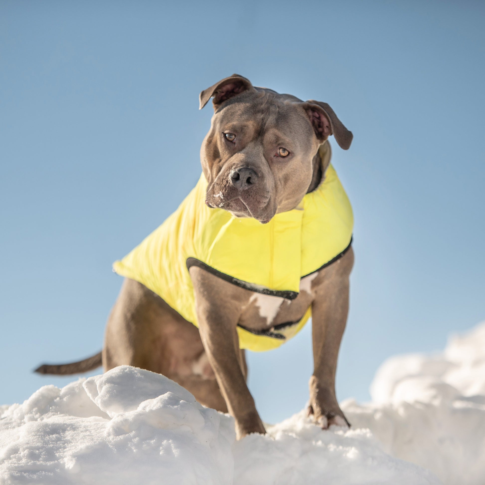 Reversible Chalet Jacket Sand Yellow Dog Jackets Premium Pet - gallery image 9