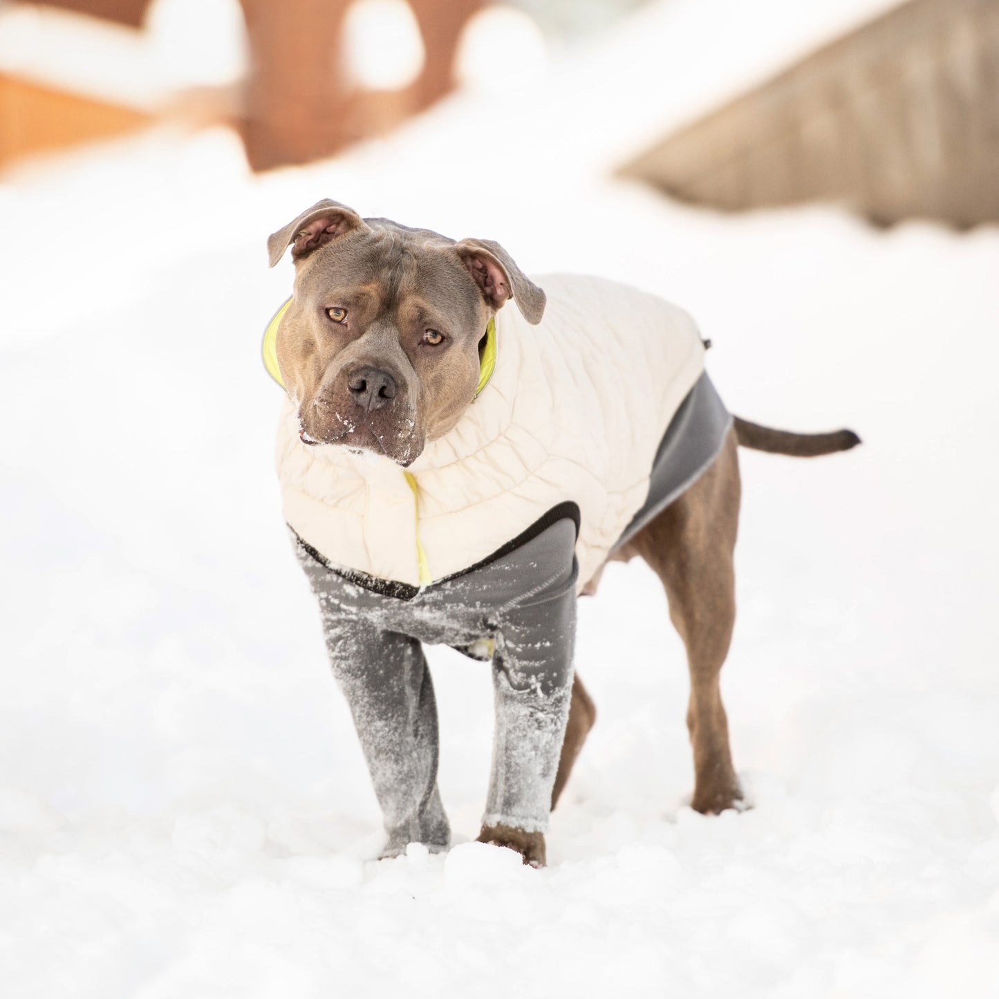 Reversible Chalet Jacket Sand Yellow Dog Jackets Premium Pet - gallery image 10