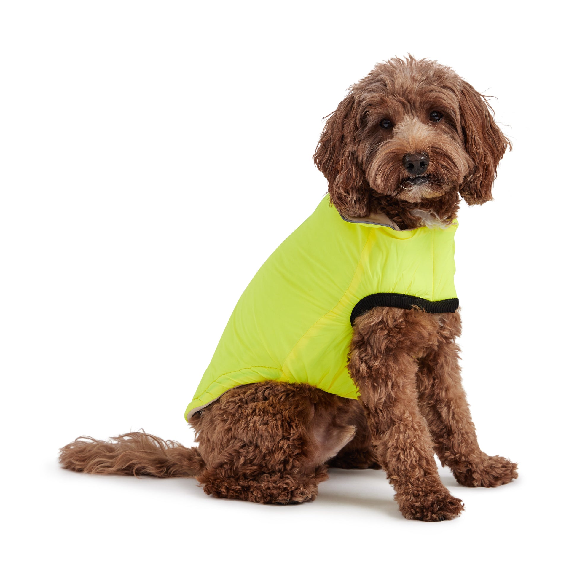 Reversible Chalet Jacket Sand Yellow Dog Jackets Premium Pet - lifestyle view