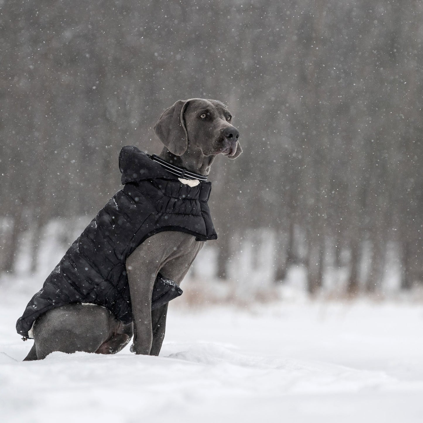 Cloud Parka Dog Jackets Premium Pet Supply Premium - gallery image 14