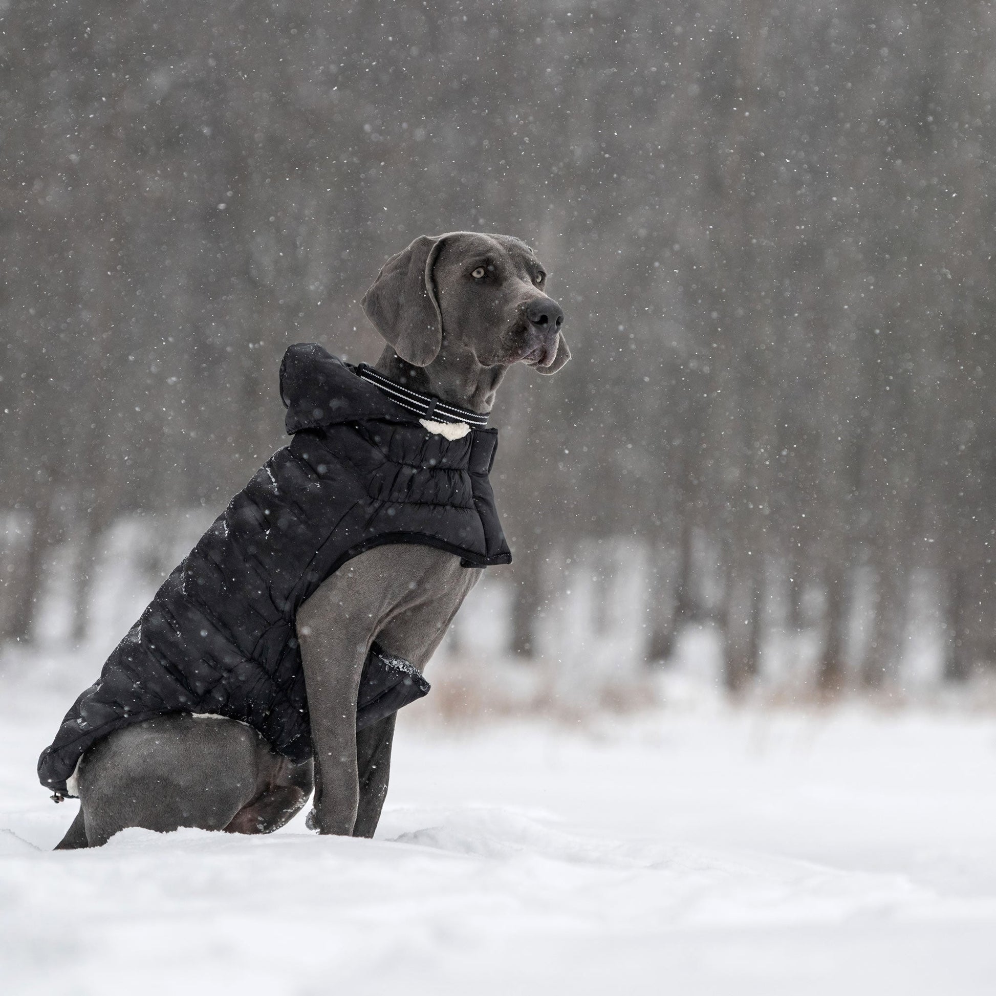 Cloud Parka Dog Jackets Premium Pet Supply Premium - gallery image 14