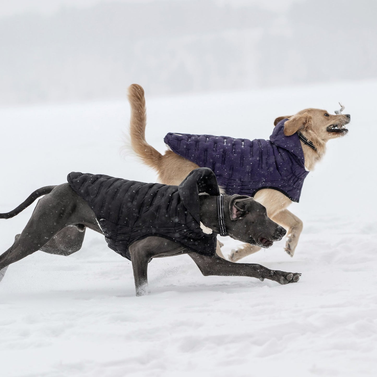 Cloud Parka Dog Jackets Premium Pet Supply Premium - gallery image 17
