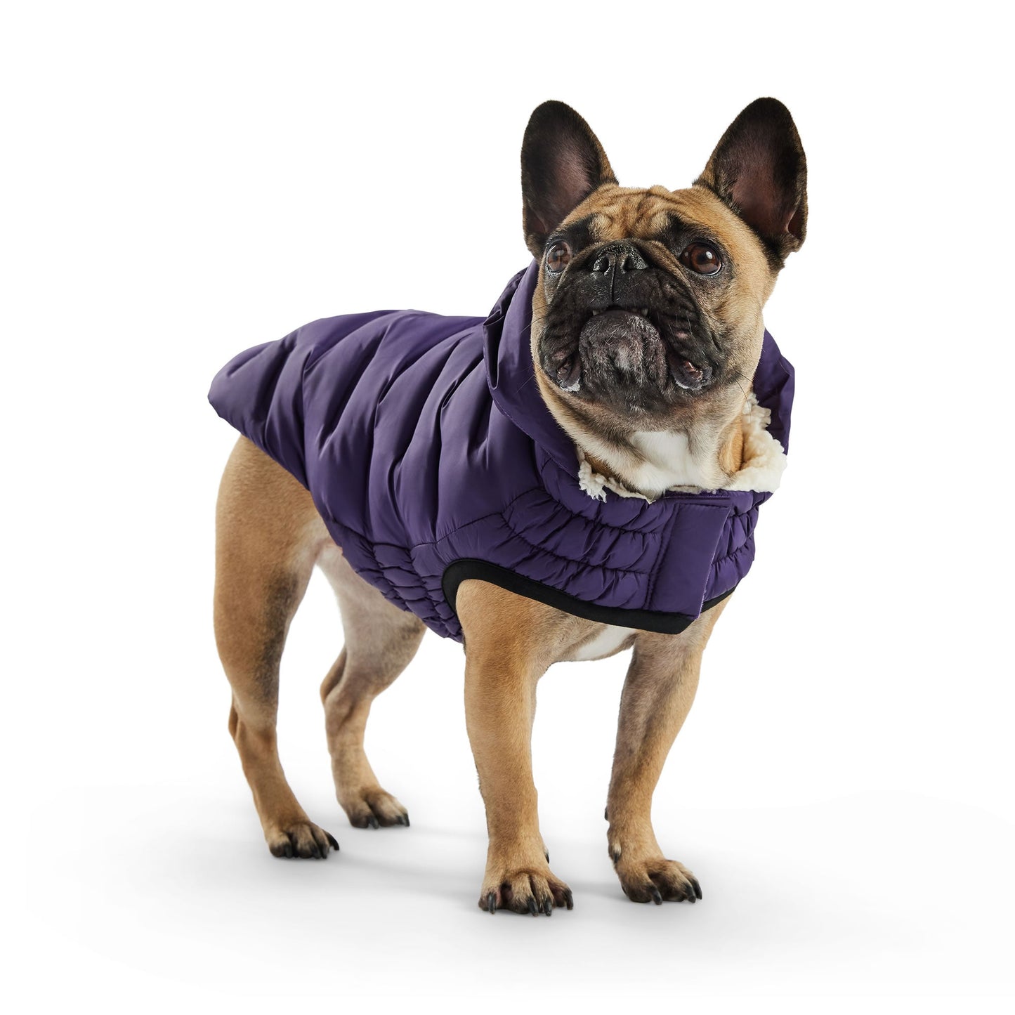Cloud Parka Dog Jackets Premium Pet Supply Premium - close up view
