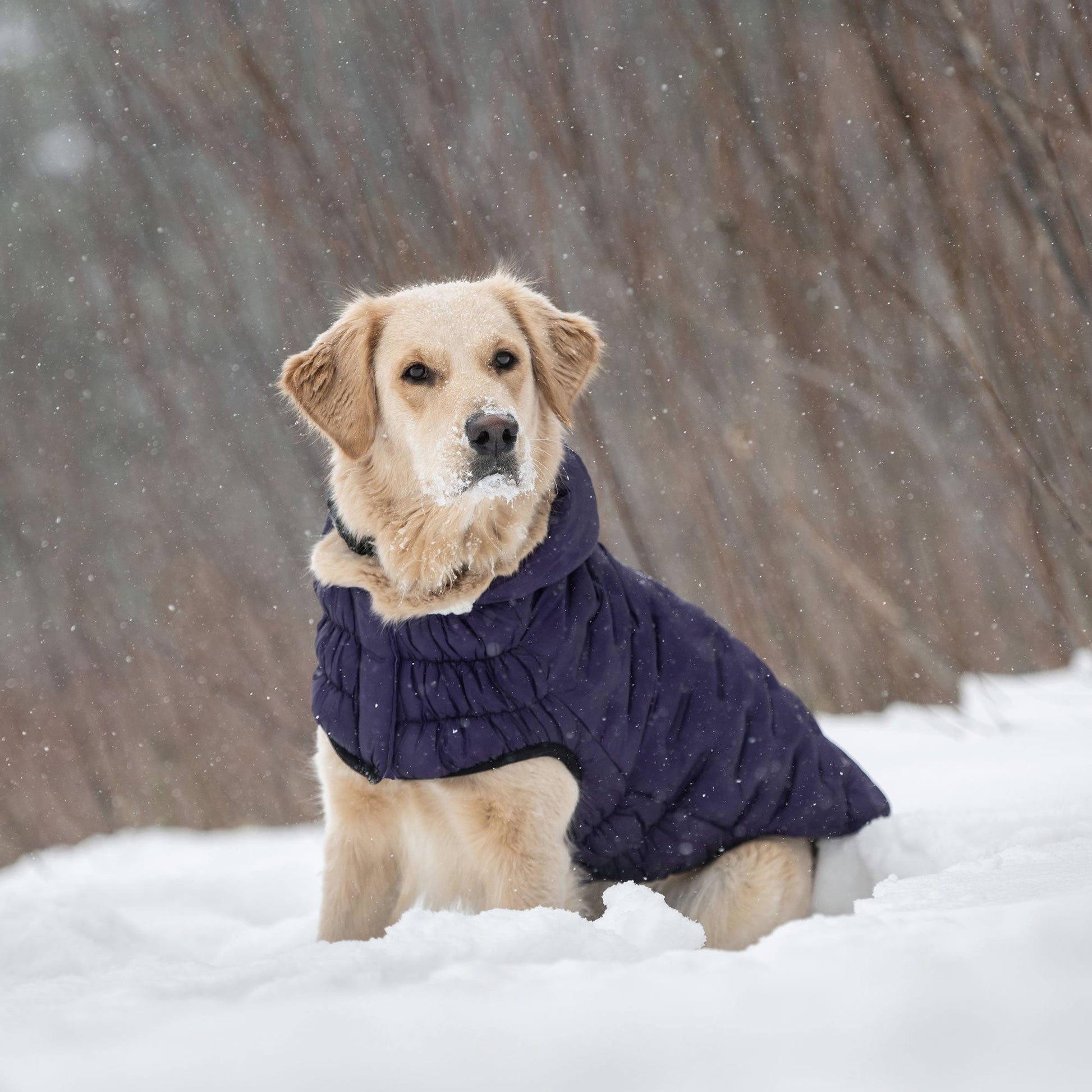 Cloud Parka Dog Jackets Premium Pet Supply Premium - gallery image 8