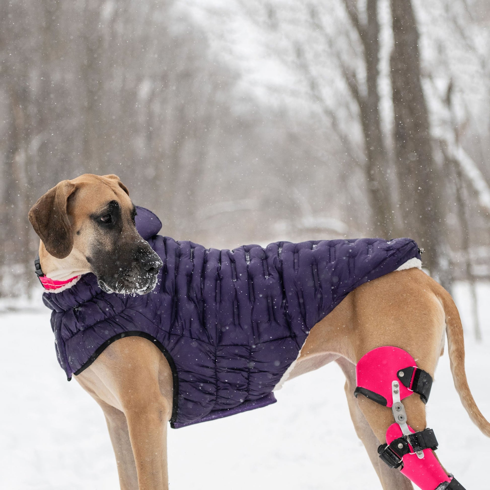 Cloud Parka Dog Jackets Premium Pet Supply Premium - gallery image 7