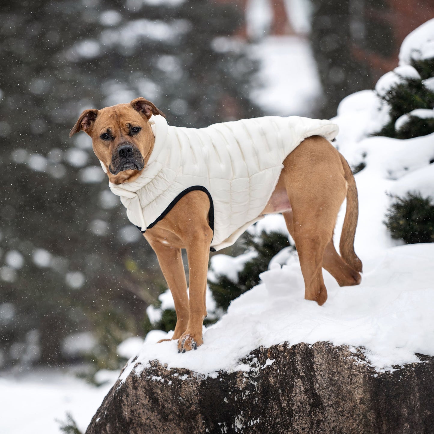 Cloud Parka Dog Jackets Premium Stylish Dog Apparel