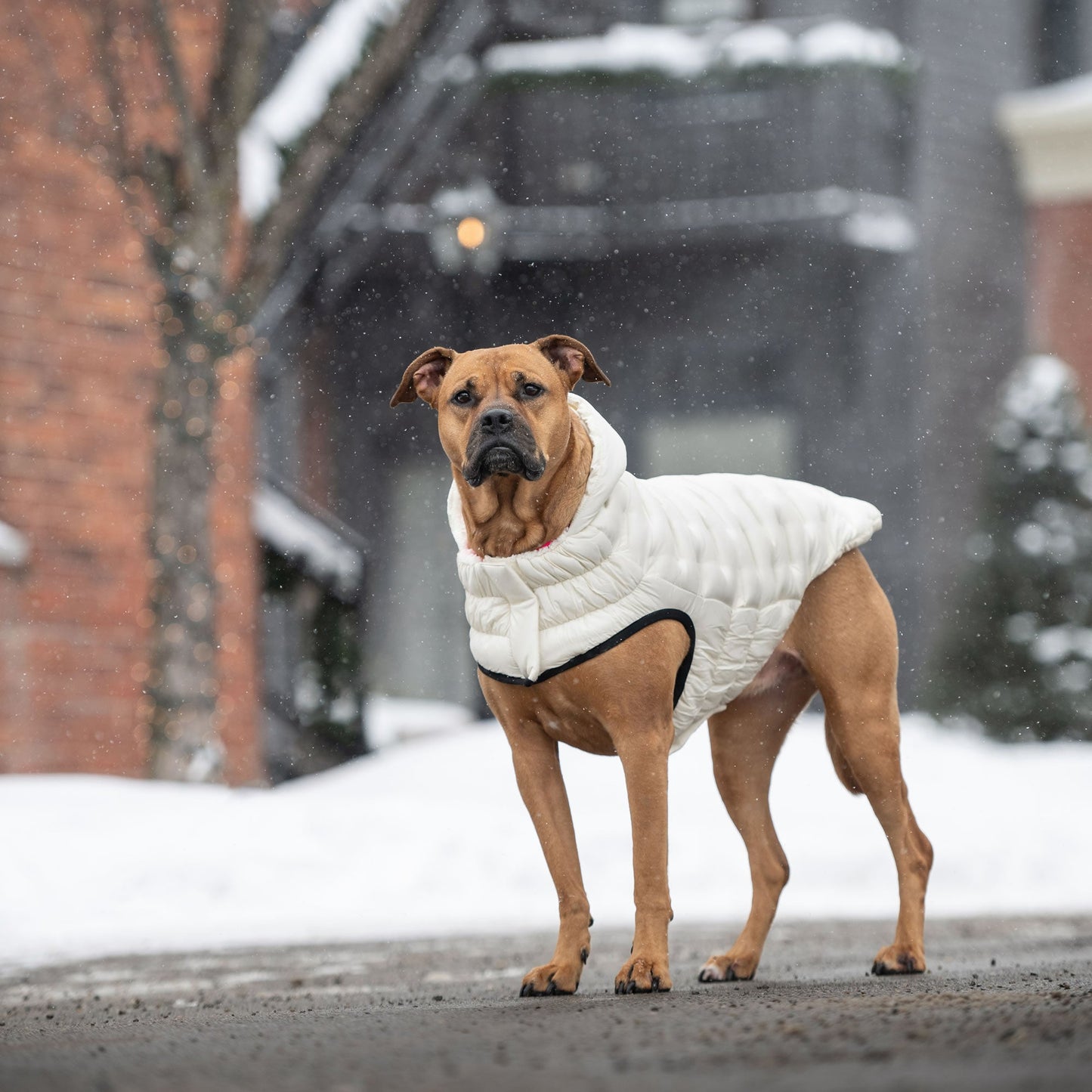 Cloud Parka Dog Jackets Premium Stylish Dog Apparel