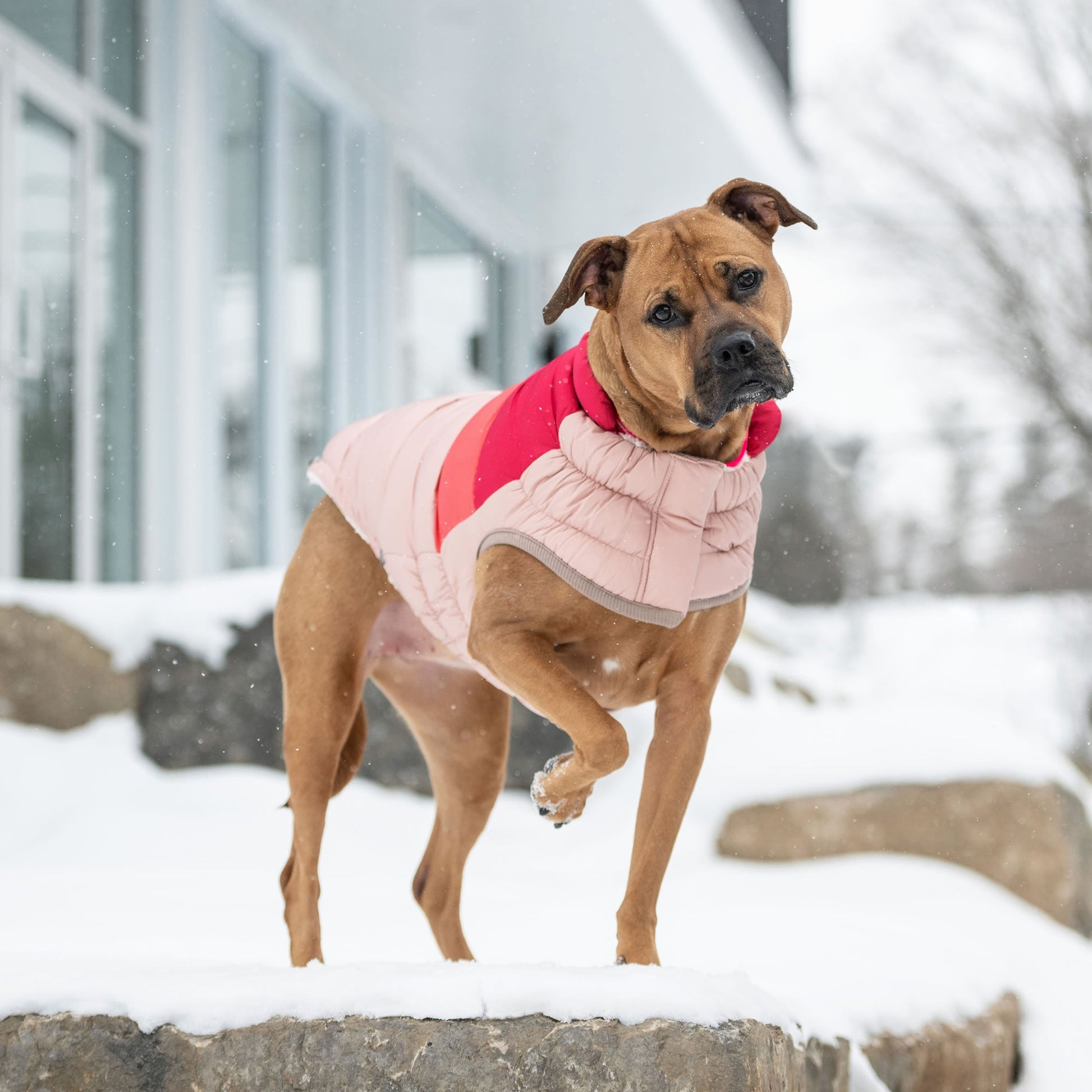Color Block Puffer Dog Jackets Premium Pet Supply Premium - gallery image 15