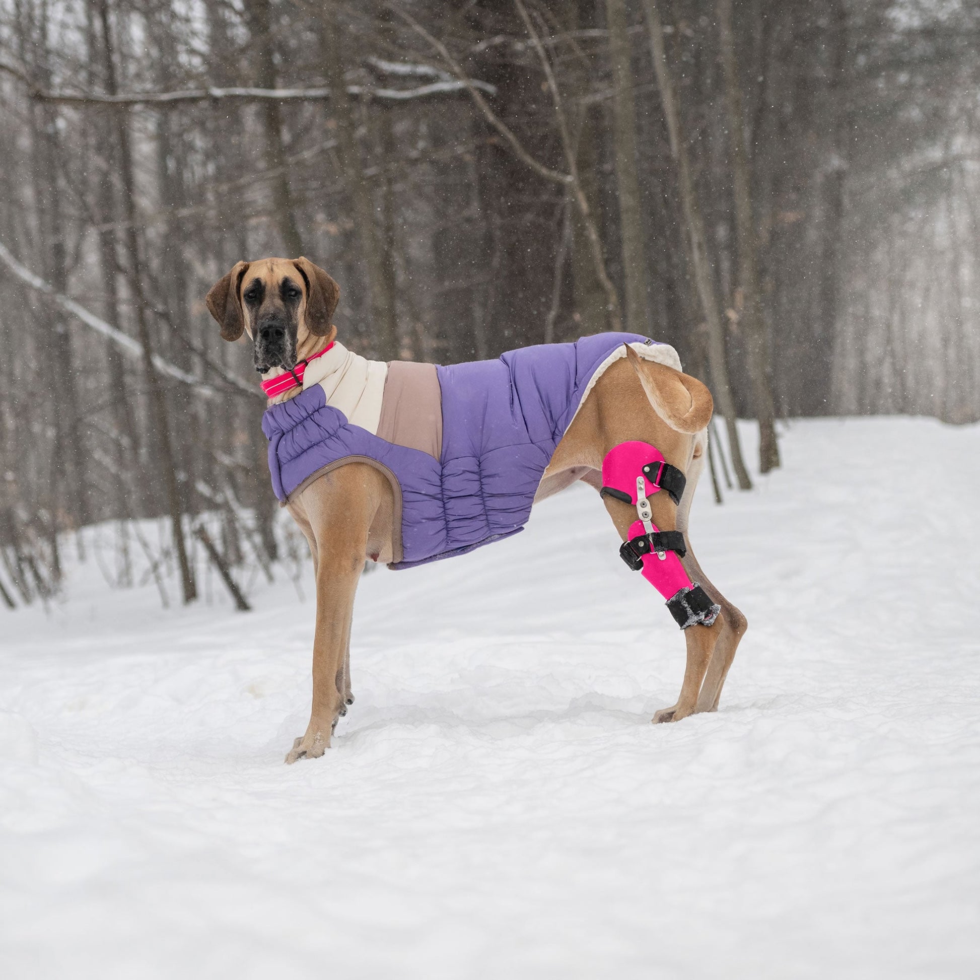 Color Block Puffer Dog Jackets Premium Pet Supply Premium - gallery image 7