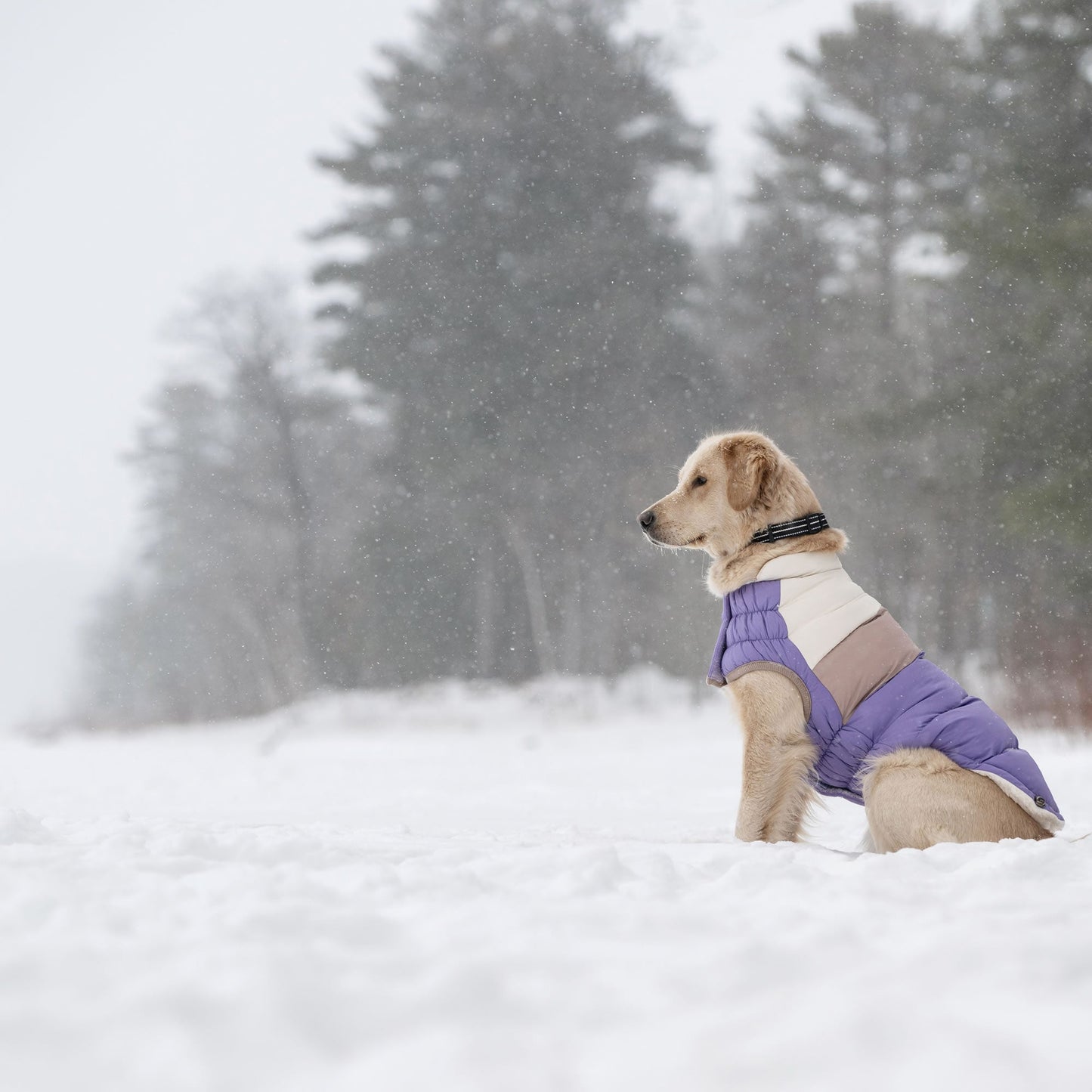 Color Block Puffer Dog Jackets Premium Pet Supply Premium - gallery image 9