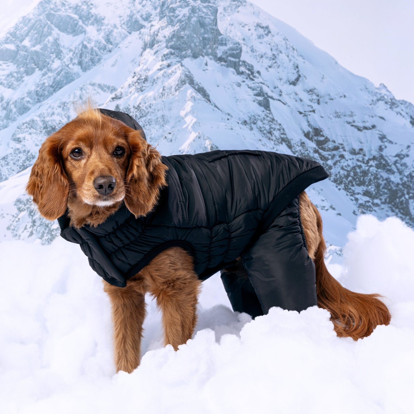 Odyssey Snowsuit Dog Coats Premium Pet Supply Premium - gallery image 6