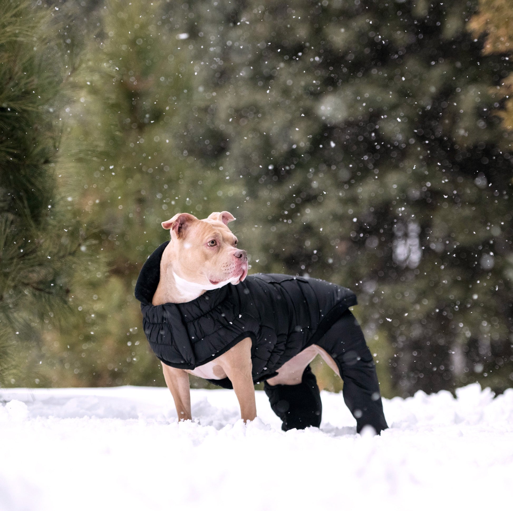 Odyssey Snowsuit Dog Coats Premium Pet Supply Premium - gallery image 8