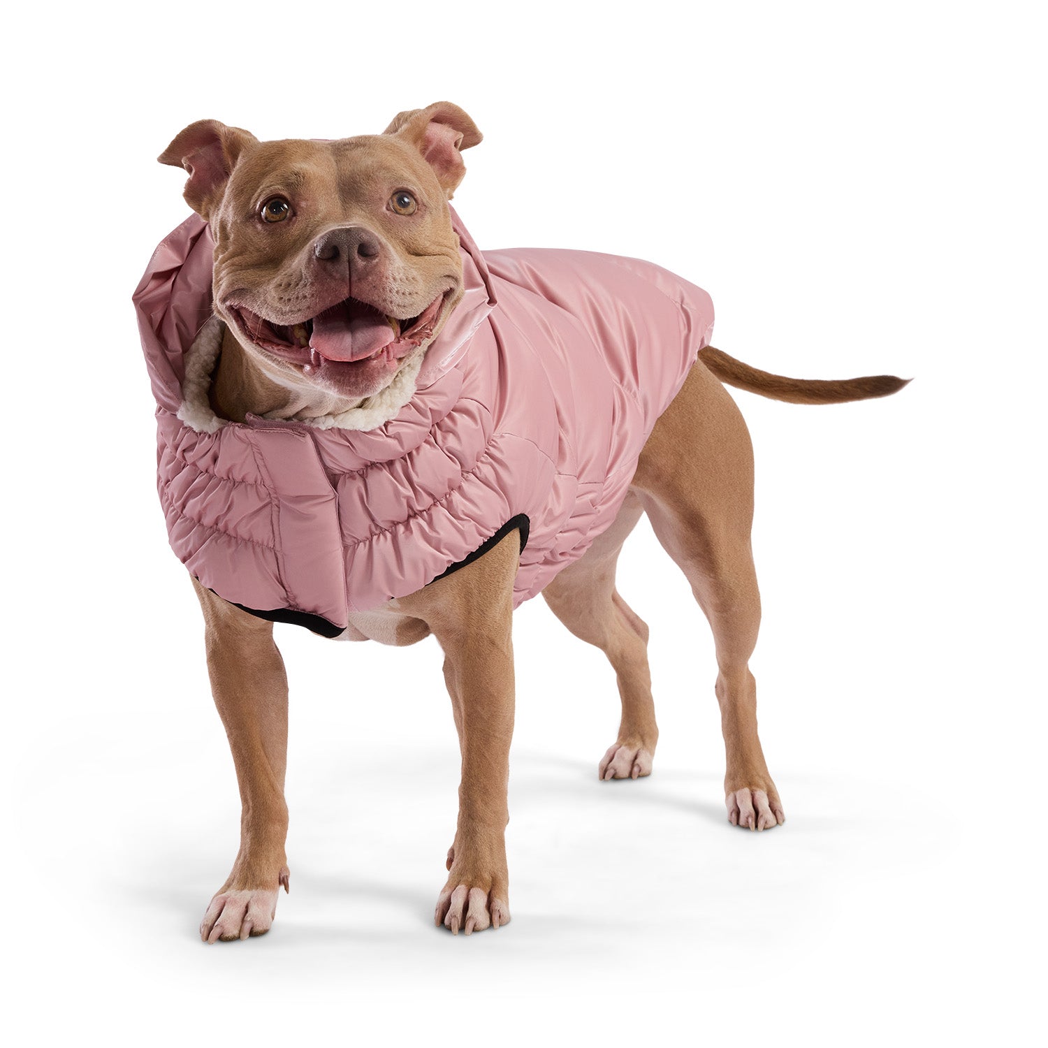 Lunar Glow Parka Dog Jackets Premium Pet Supply Premium - gallery image 7