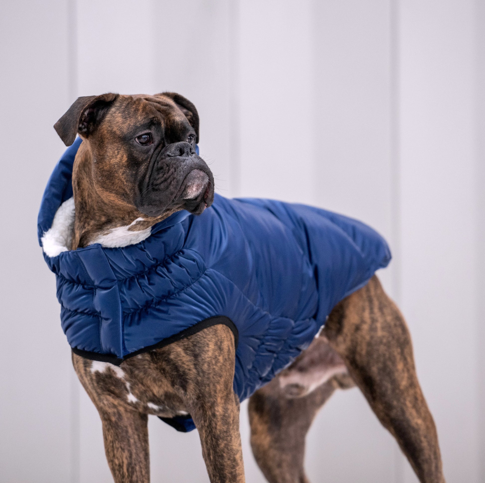 Lunar Glow Parka Dog Jackets Premium Pet Supply Premium - gallery image 5