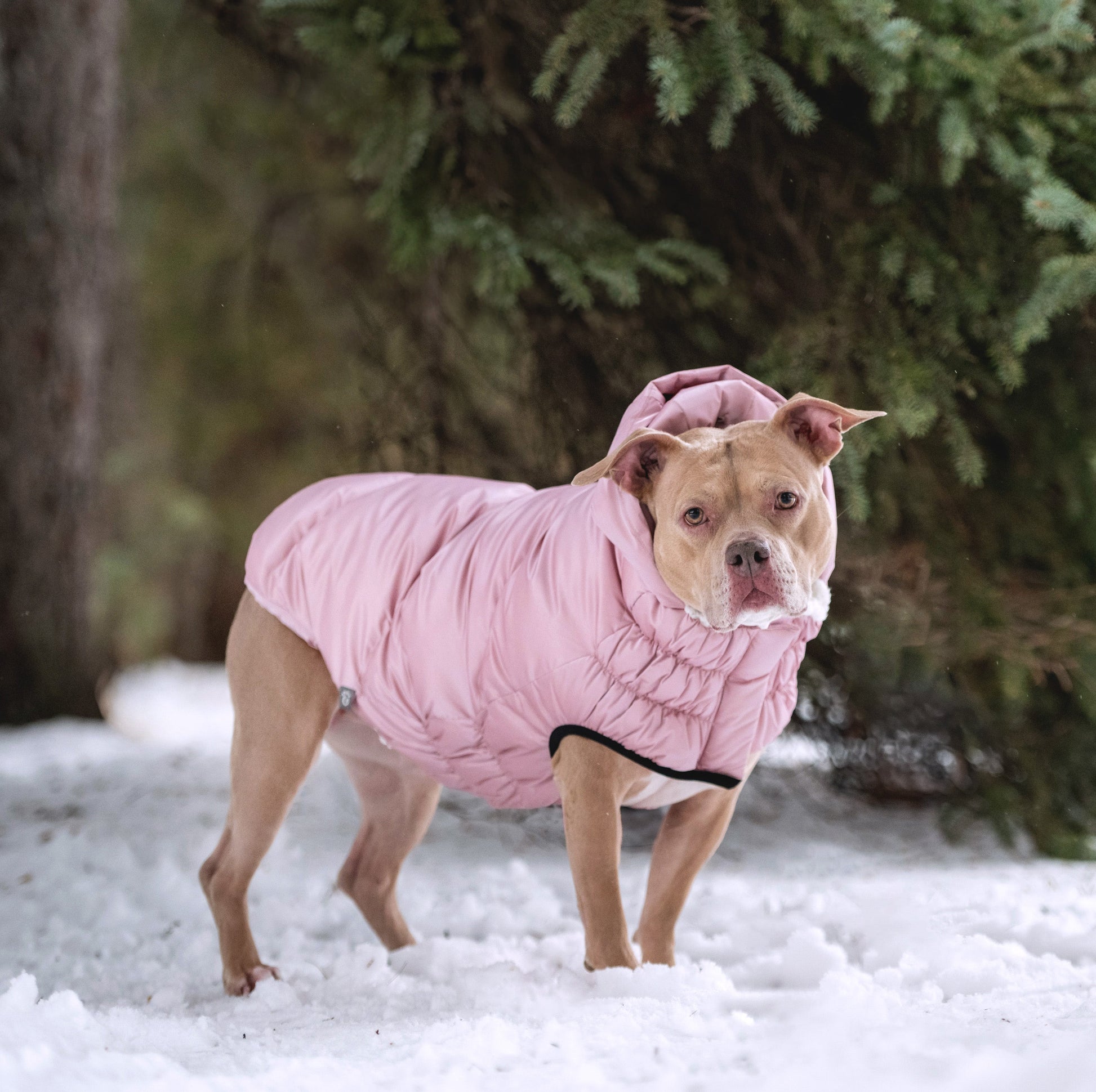 Lunar Glow Parka Dog Jackets Premium Pet Supply Premium - gallery image 14
