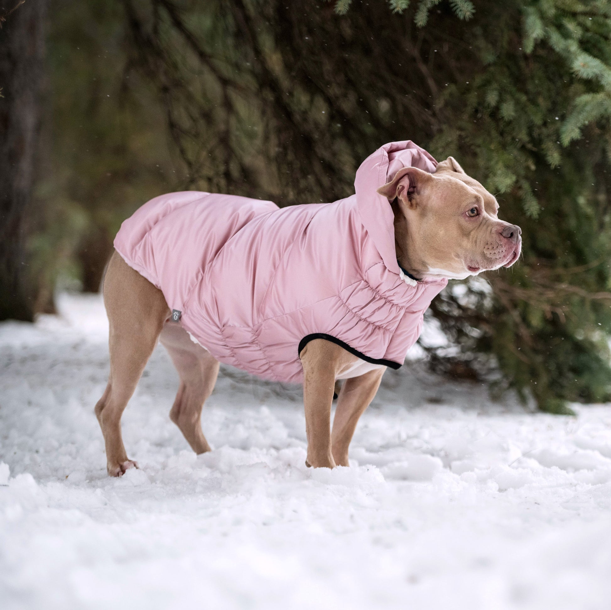 Lunar Glow Parka Dog Jackets Premium Pet Supply Premium - gallery image 12