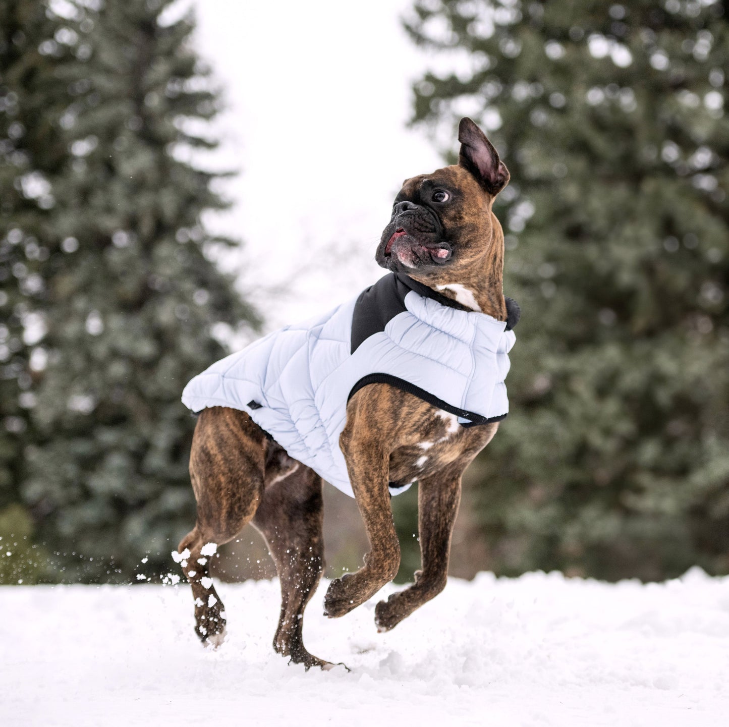 Diamond Puffer Dog Apparel Premium Pet Supply Premium - gallery image 10