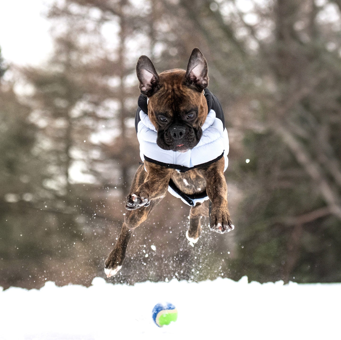 Diamond Puffer Dog Apparel Premium Pet Supply Premium - gallery image 11