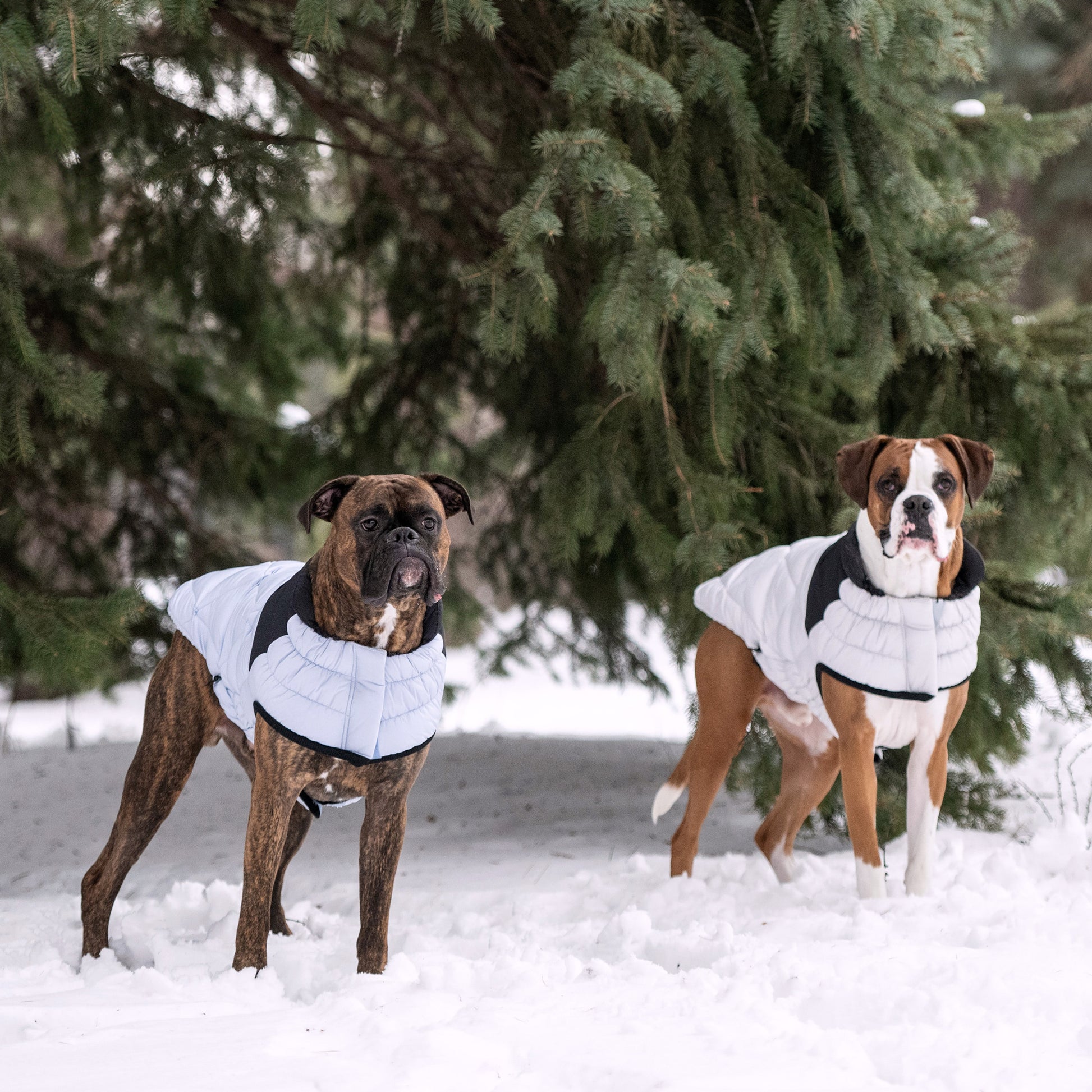 Diamond Puffer Dog Apparel Premium Pet Supply Premium - gallery image 12