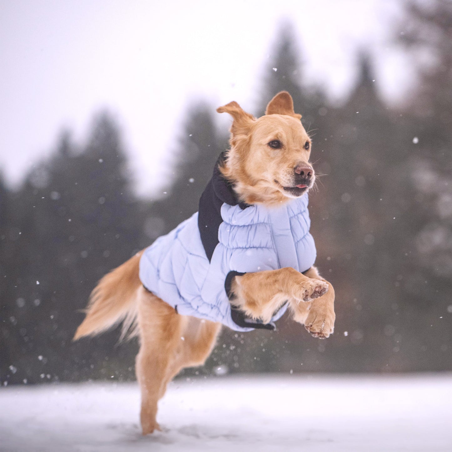 Diamond Puffer Dog Apparel Premium Pet Supply Premium - gallery image 13