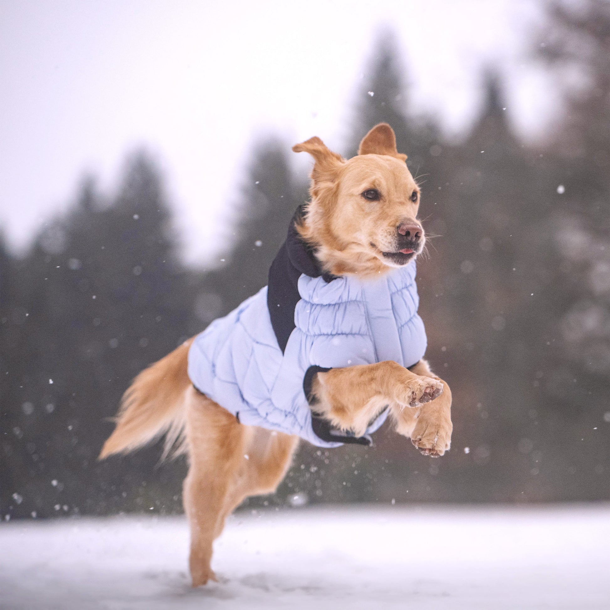 Diamond Puffer Dog Apparel Premium Pet Supply Premium - gallery image 13